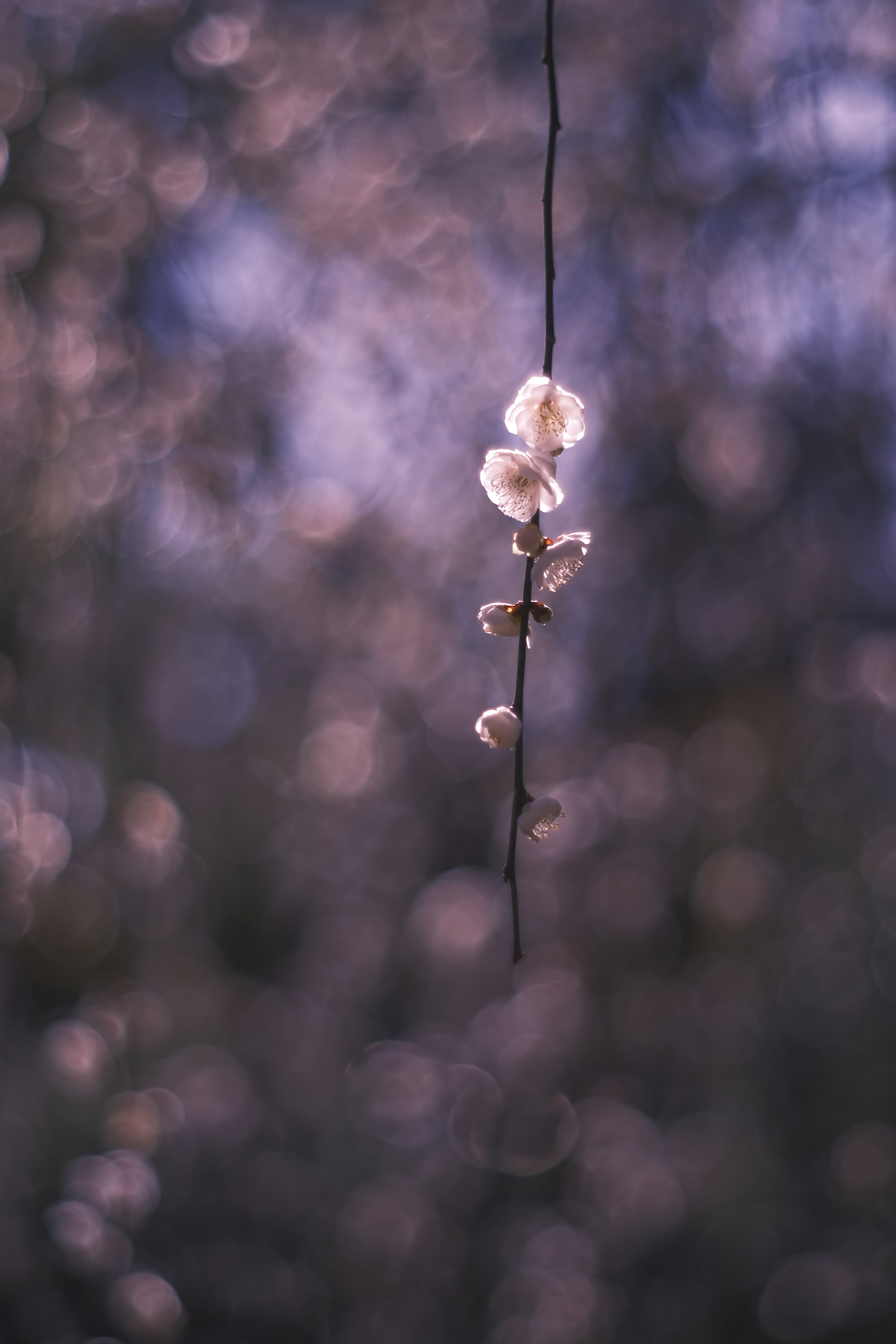 A single white flower bud hanging against a soft purple background