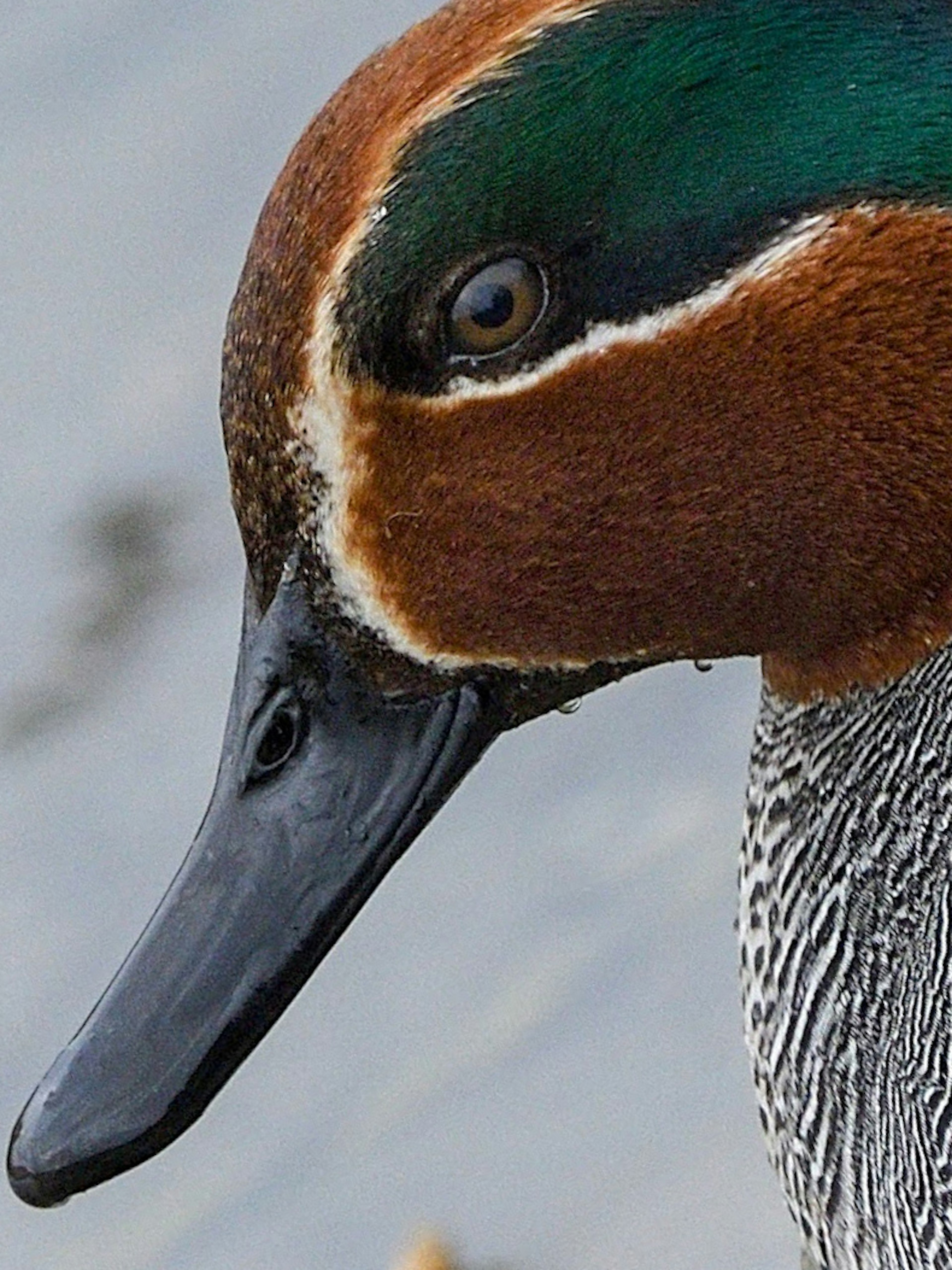 Close-up of a waterbird with brown and green feathers