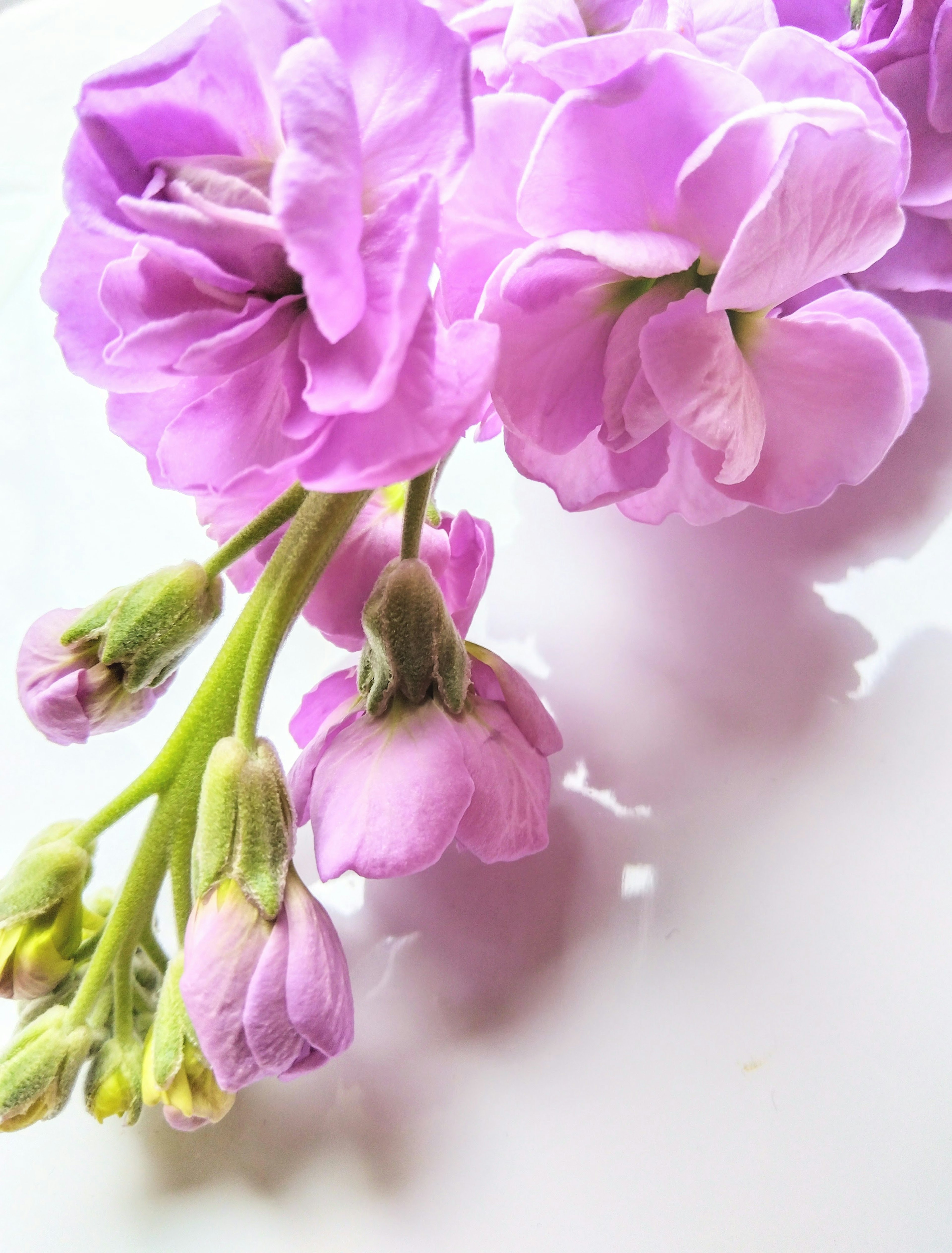 Un bellissimo bouquet con fiori viola chiaro