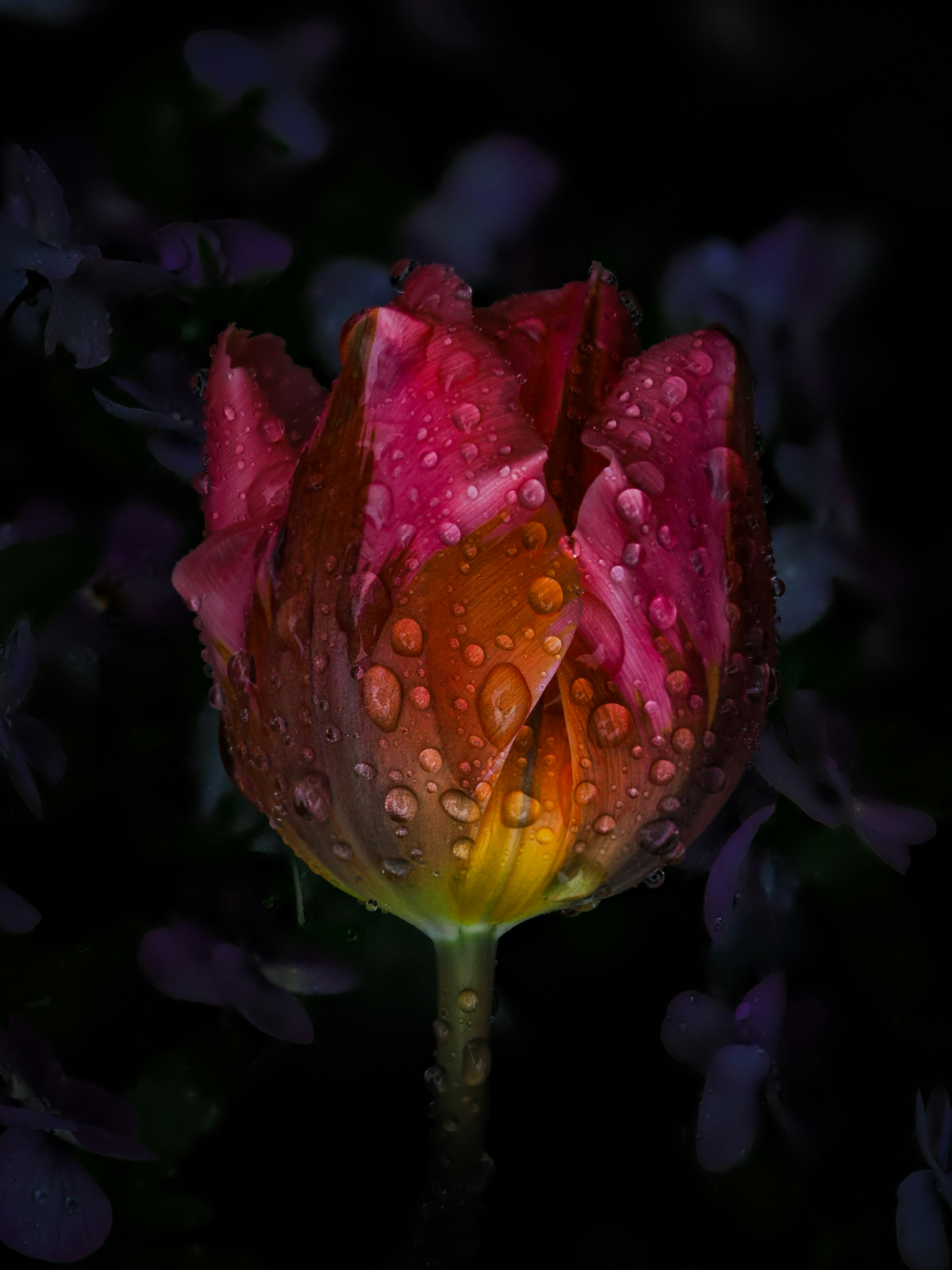 Una rosa roja con gotas de agua en sus pétalos contra un fondo oscuro