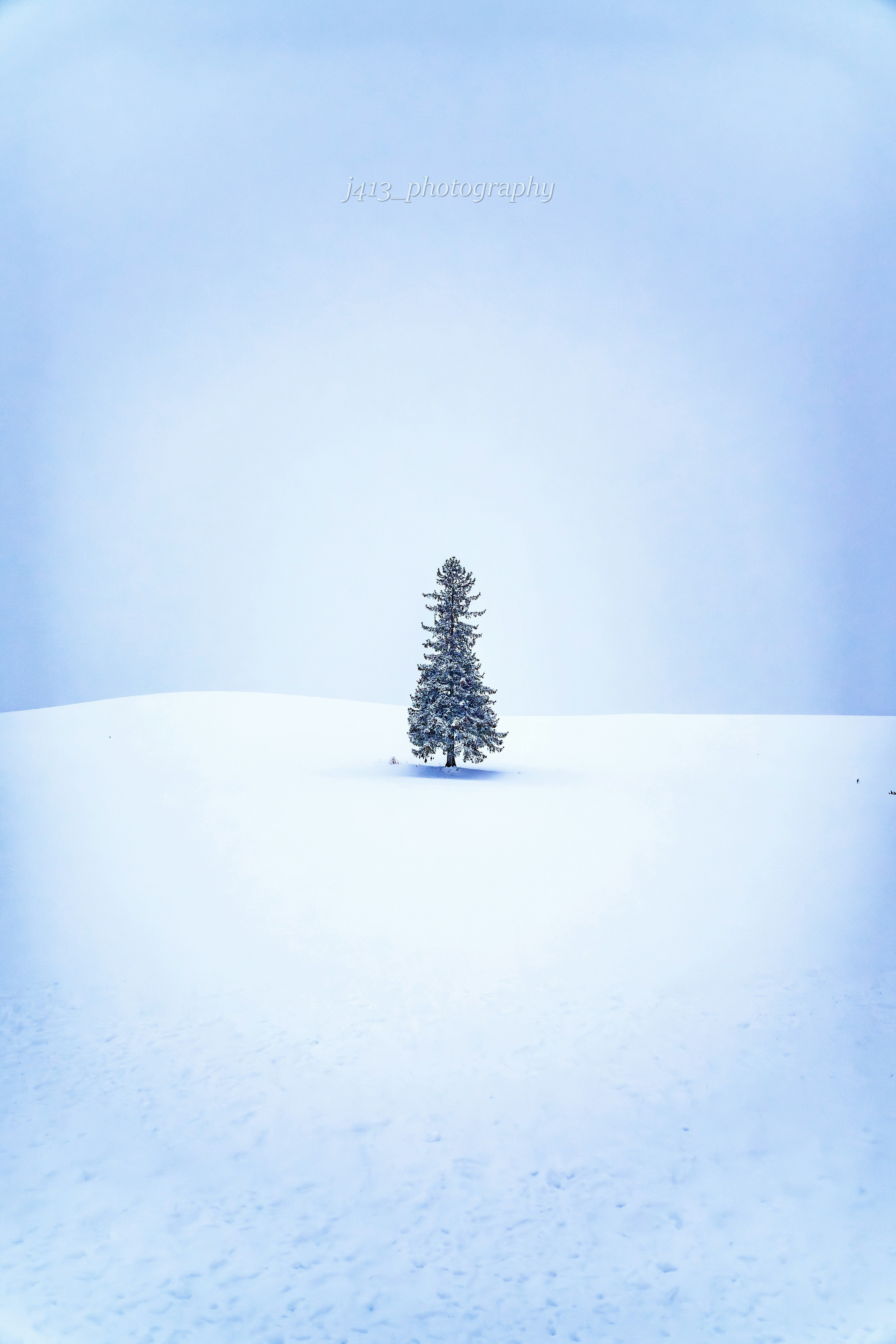 一棵树矗立在广阔的雪地中