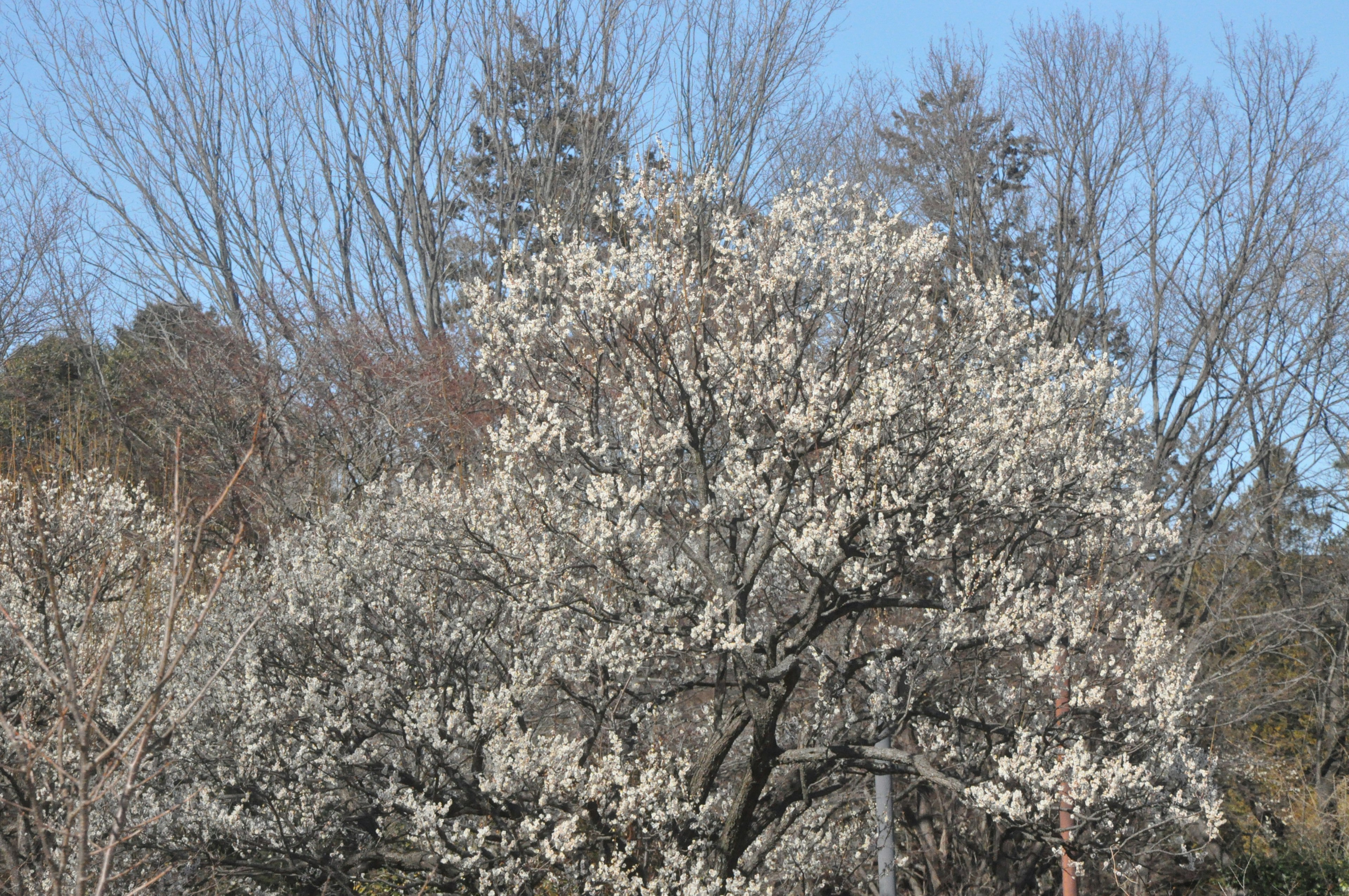 Gran árbol con flores blancas frente a un fondo de árboles sin hojas