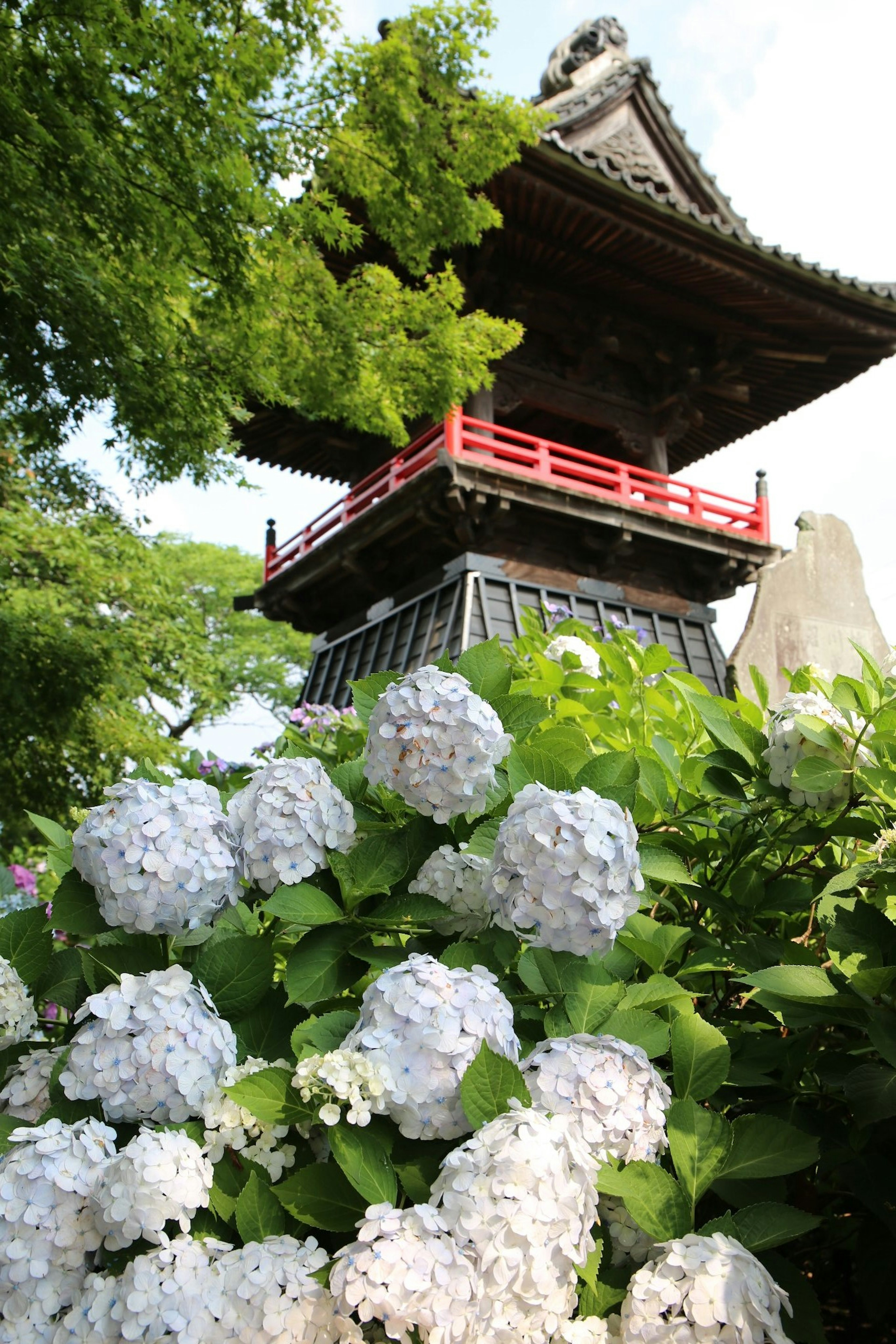 Menara tradisional Jepang dengan pagar merah dikelilingi oleh hidrangea putih