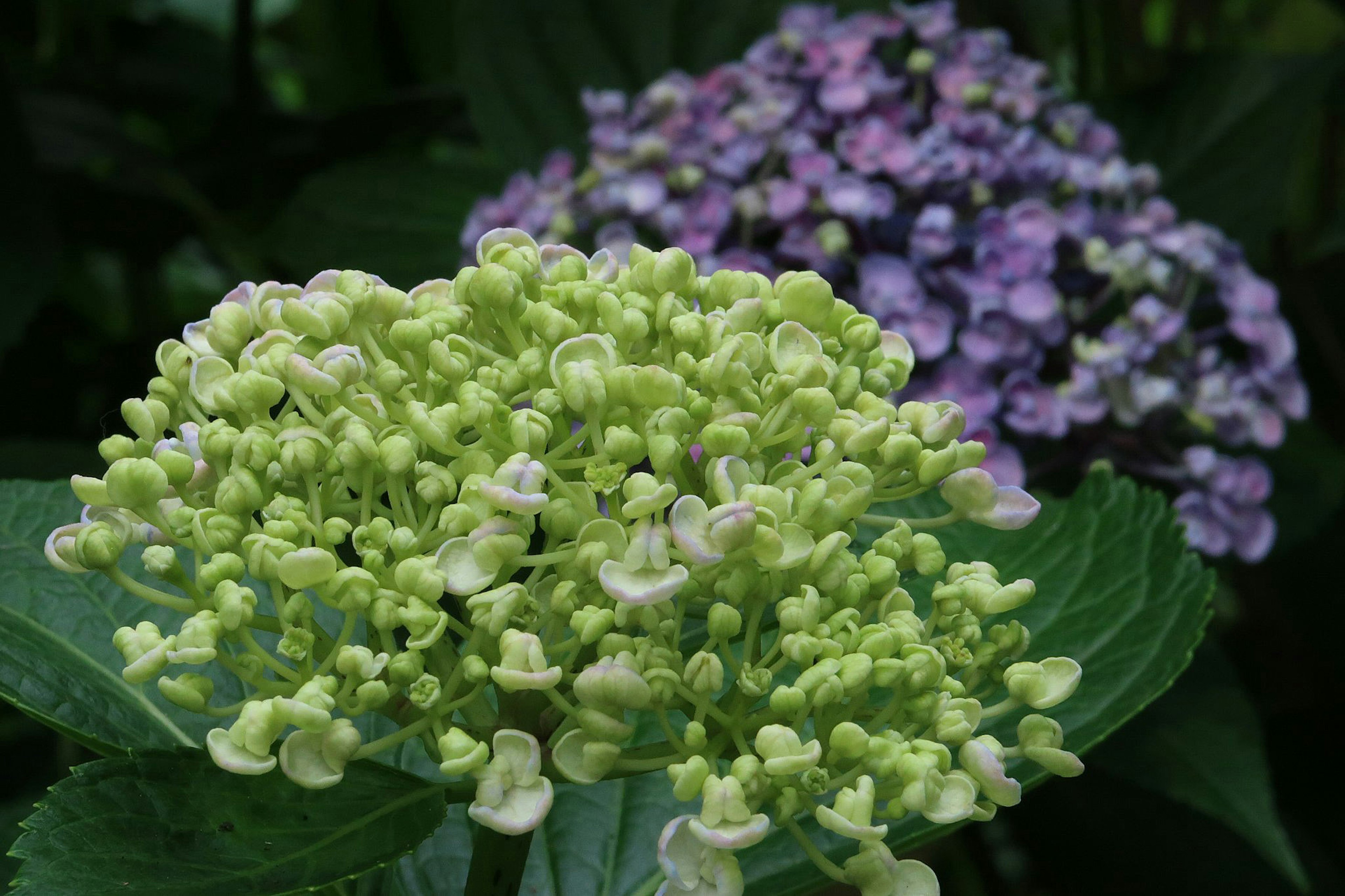 Acercamiento de flores de hortensia verdes con hortensias moradas al fondo y hojas verdes