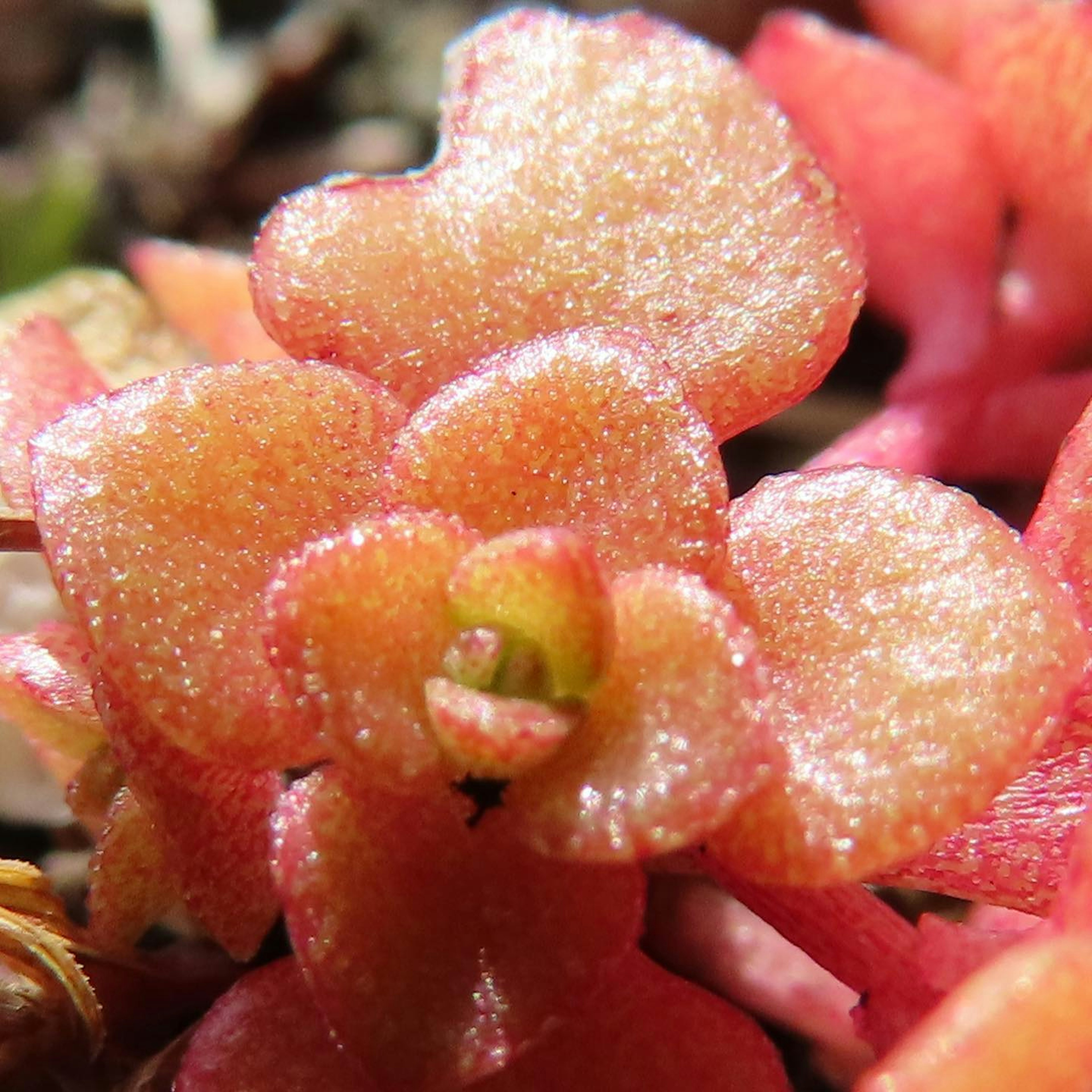 Glossy orange small succulent flower