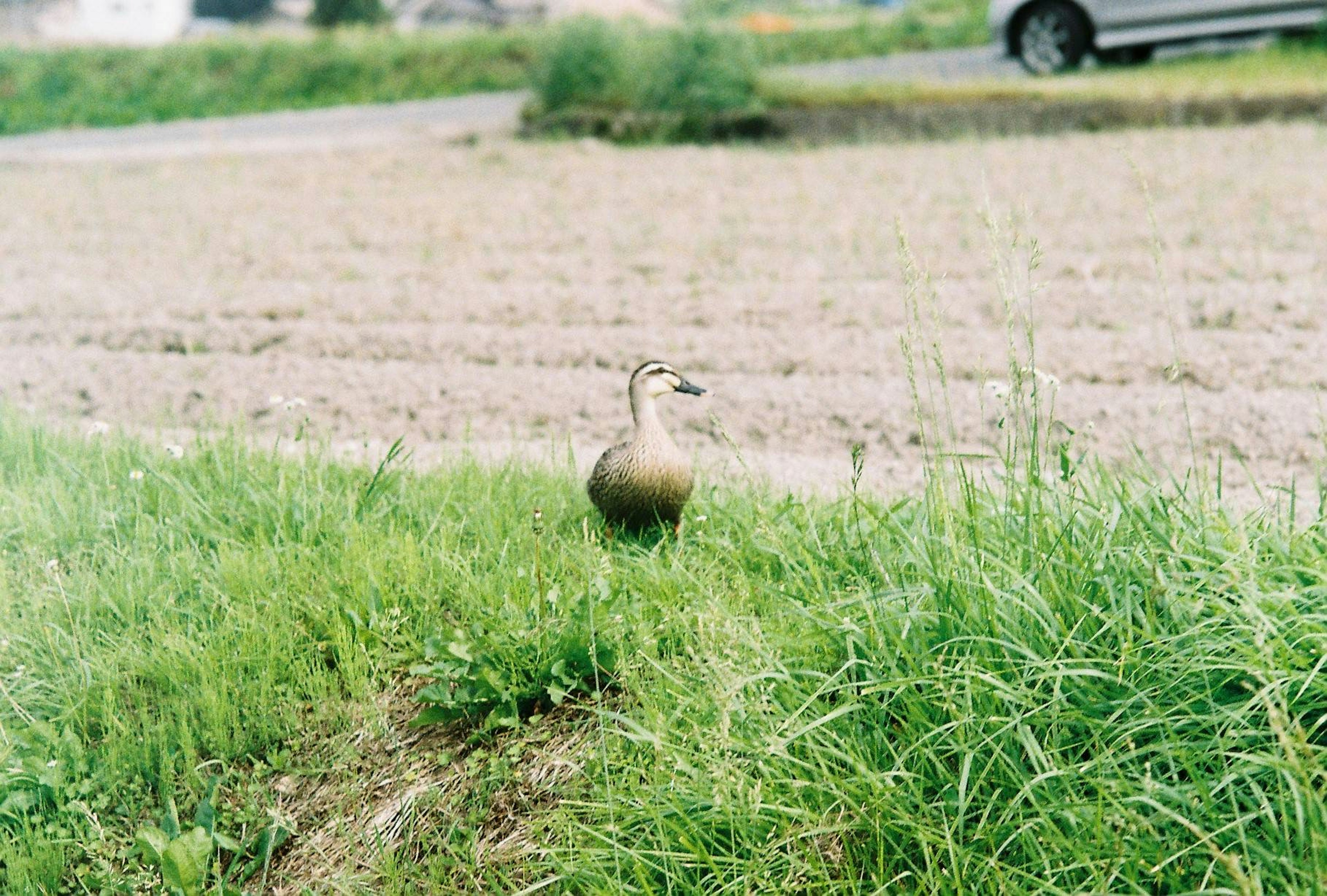 Un uccello in piedi nell'erba con un campo di riso sullo sfondo