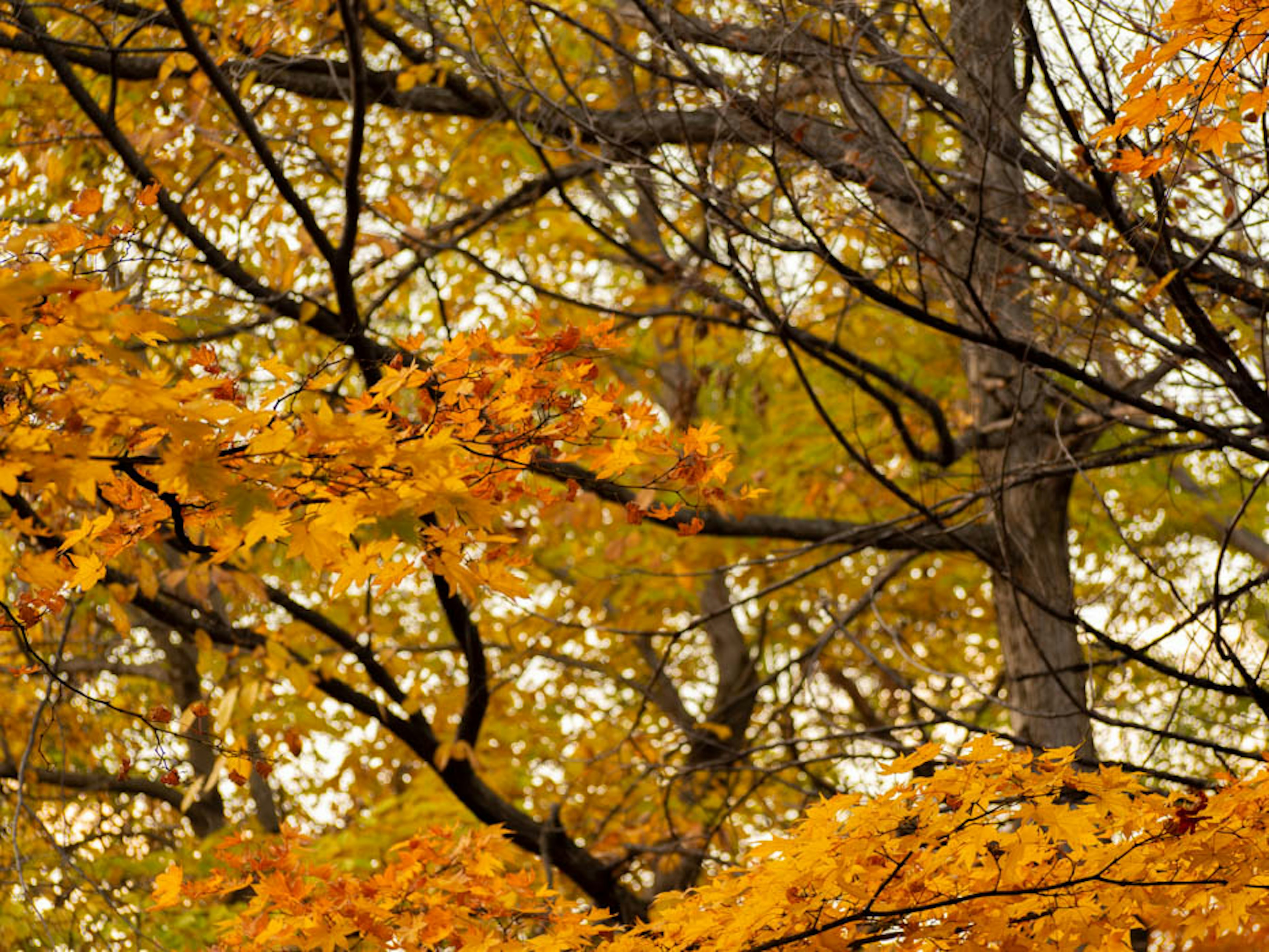 Nahaufnahme von leuchtenden Herbstblättern an Bäumen