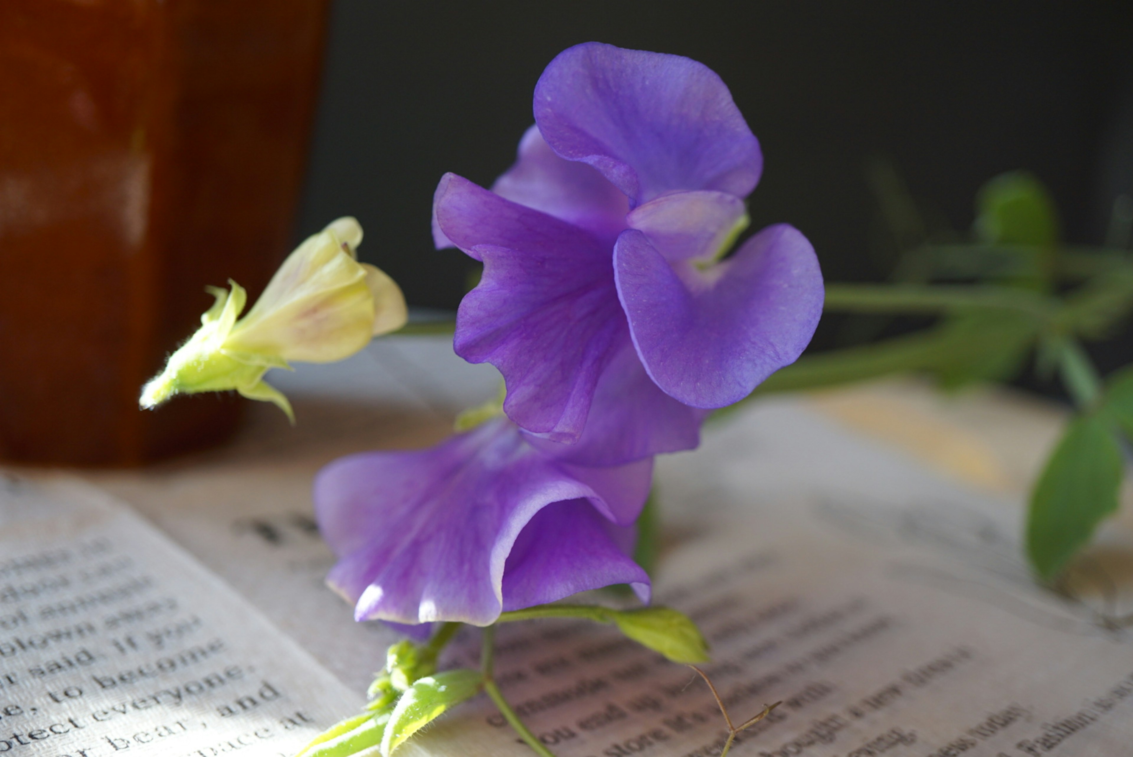 紫色のスイートピーの花と小さなつぼみが新聞の上に置かれた静物