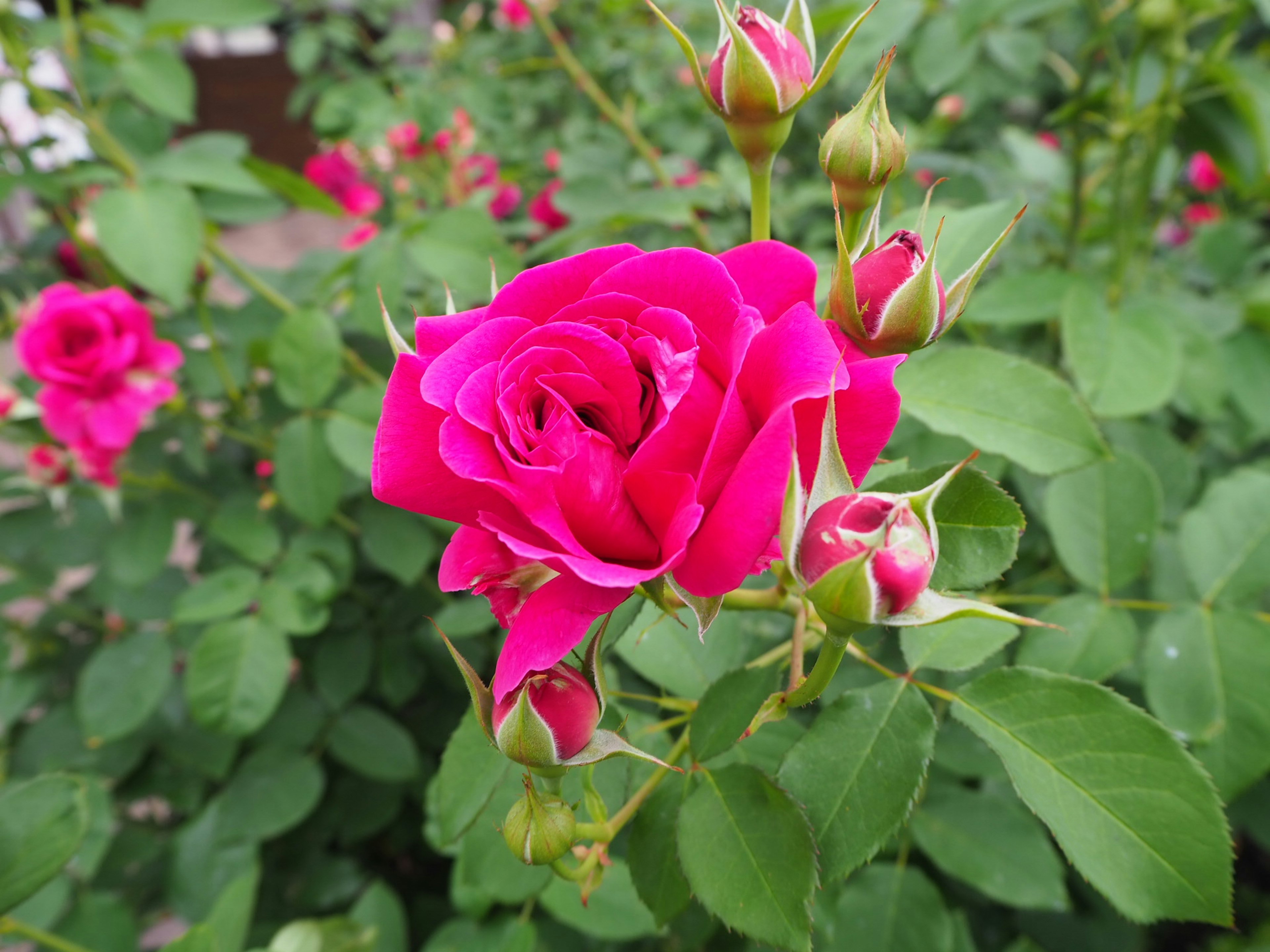 Flor de rosa rosa vibrante con botones rodeados de hojas verdes