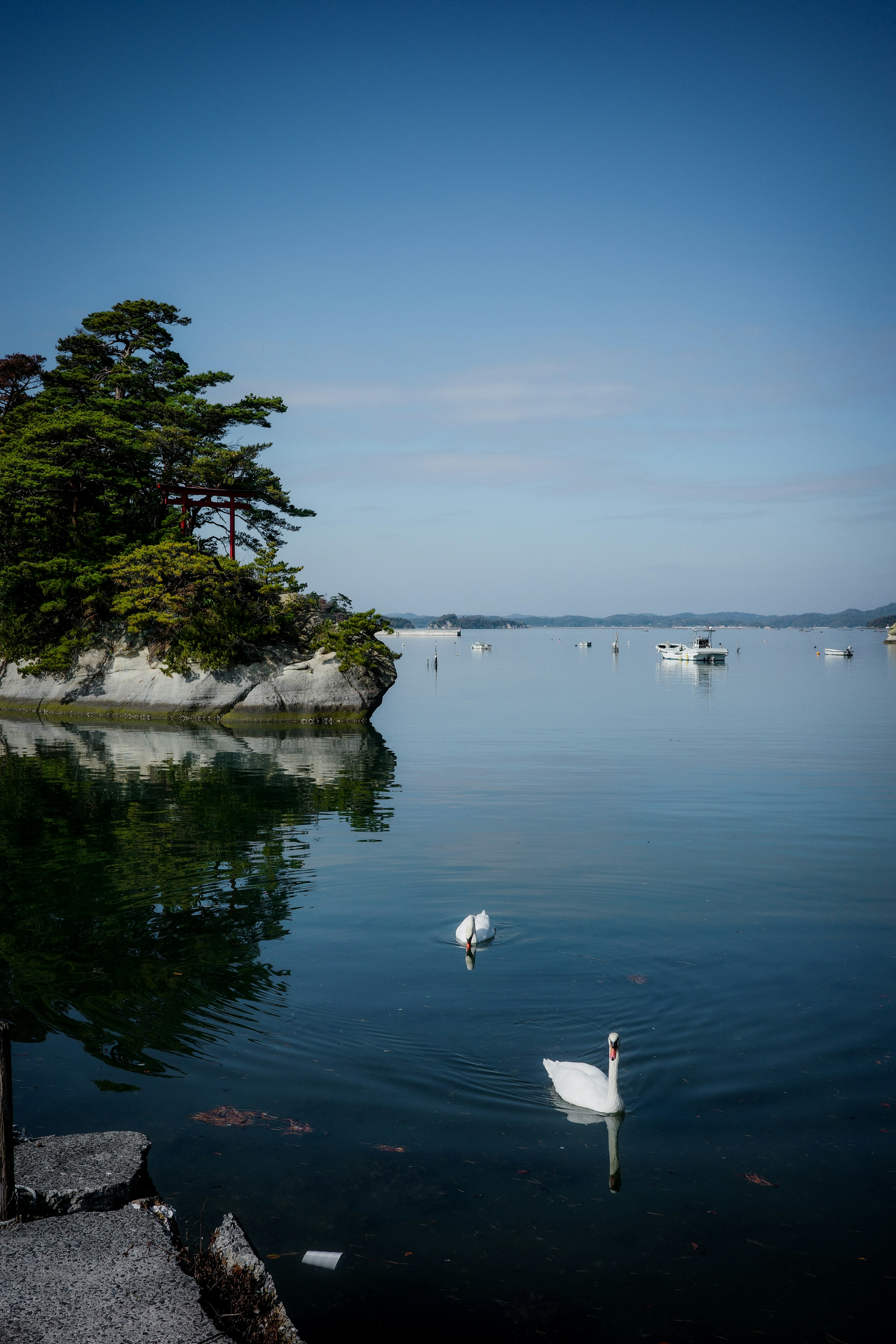 静かな湖に浮かぶ白鳥と緑の木々の風景