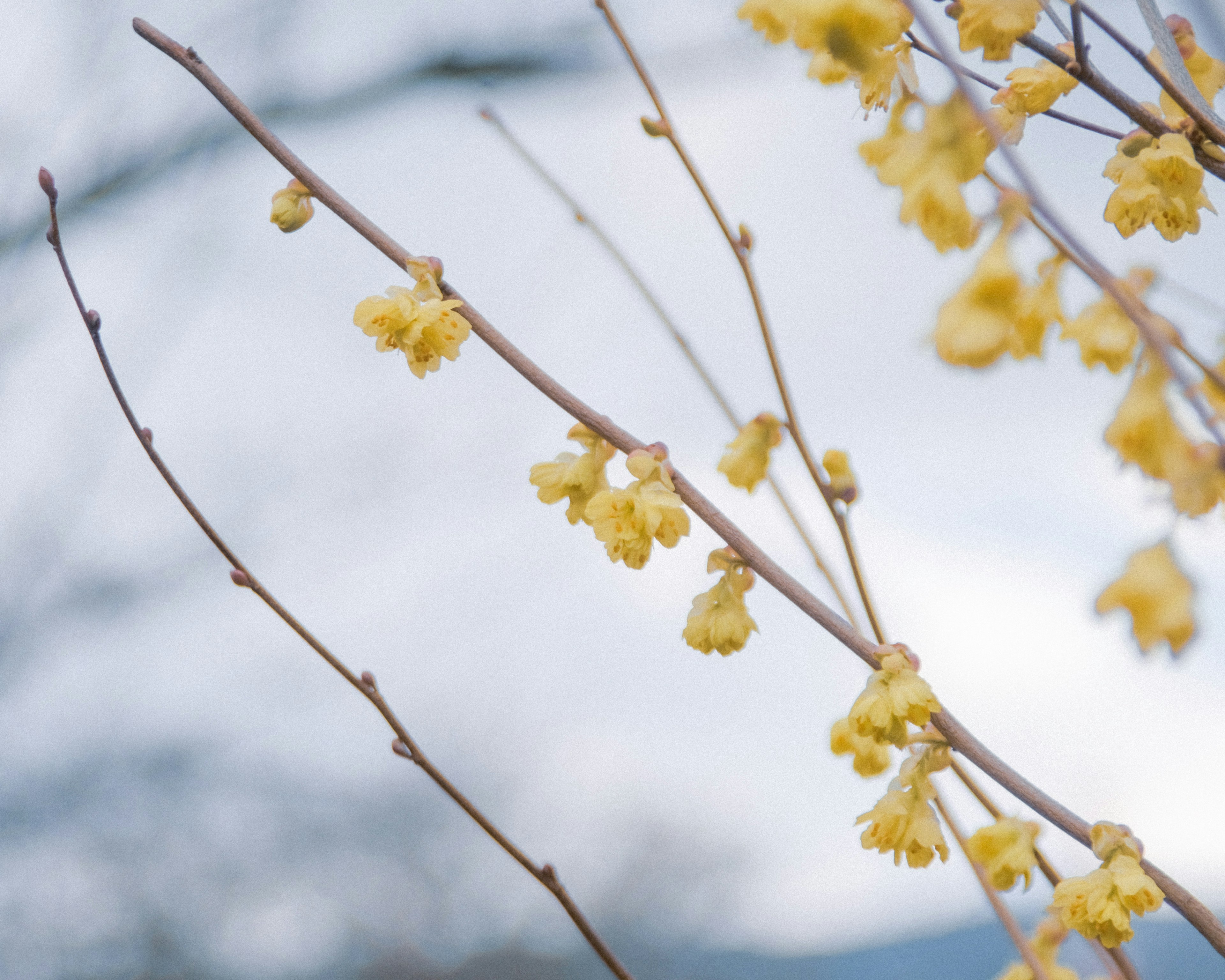 Branches avec des fleurs jaunes sous un ciel doux