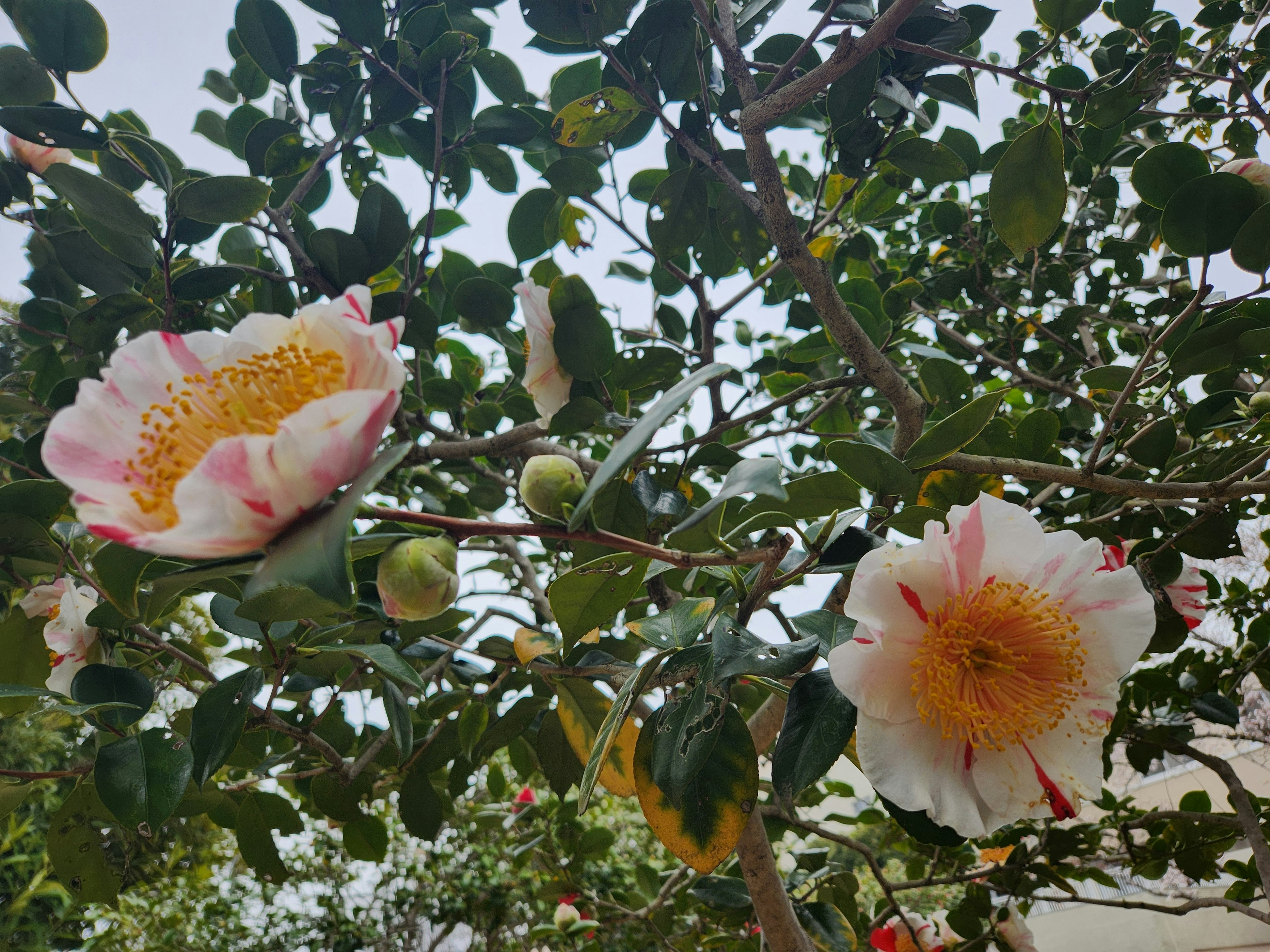 Una rama con flores blancas y rosas en flor