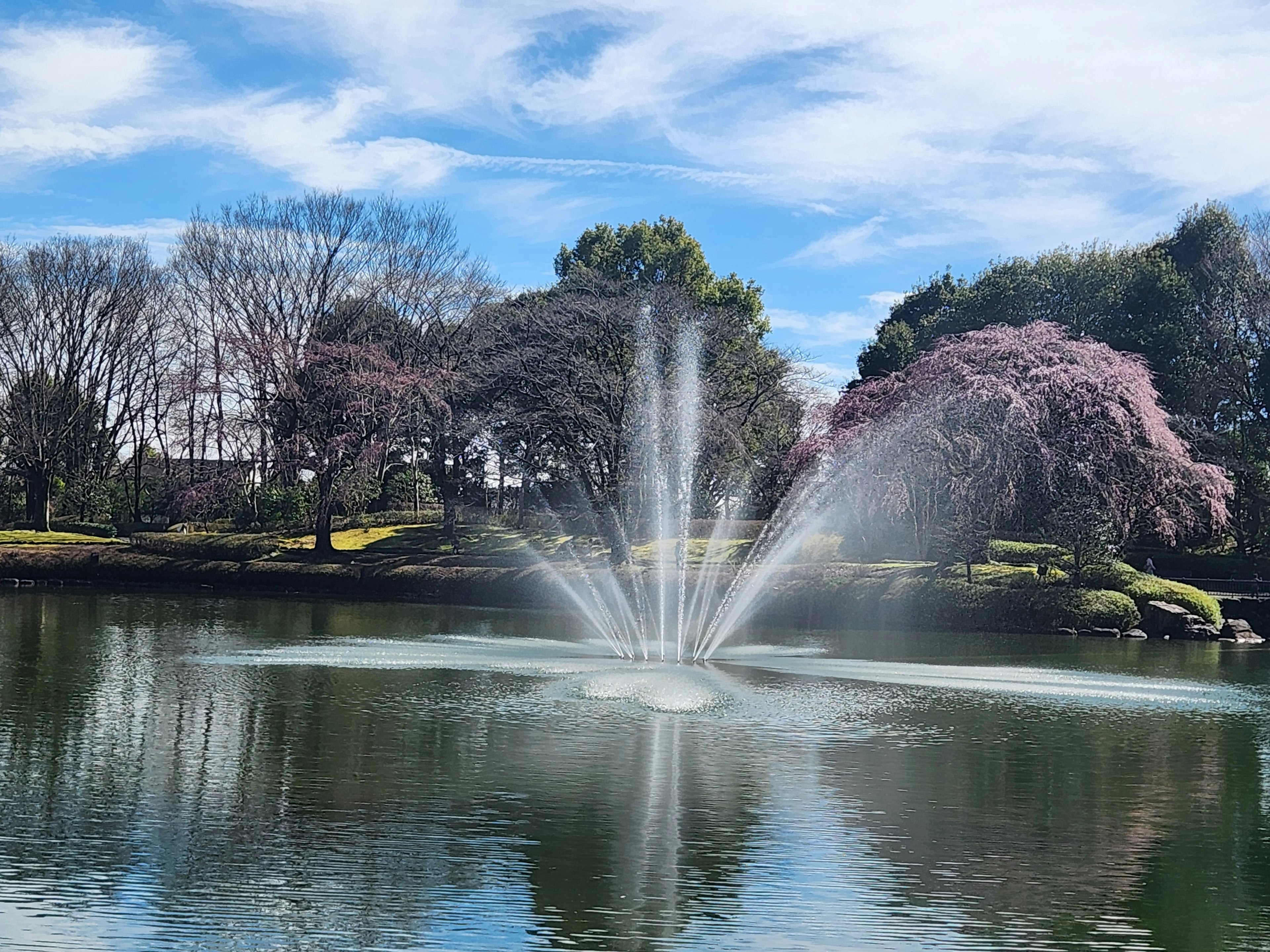 Pemandangan indah dengan air mancur di tengah kolam dikelilingi pohon sakura