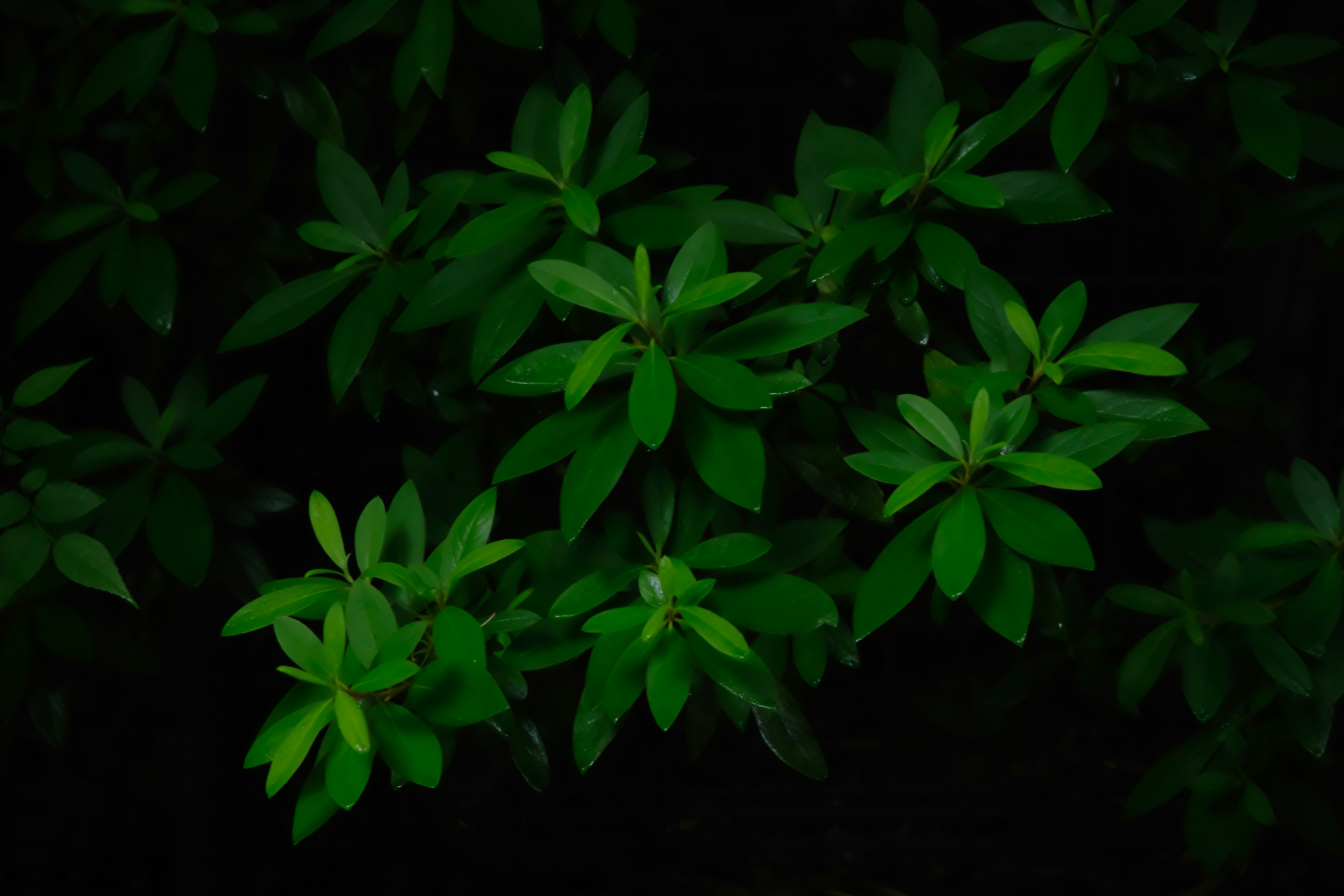 Close-up of vibrant green leaves against a dark background