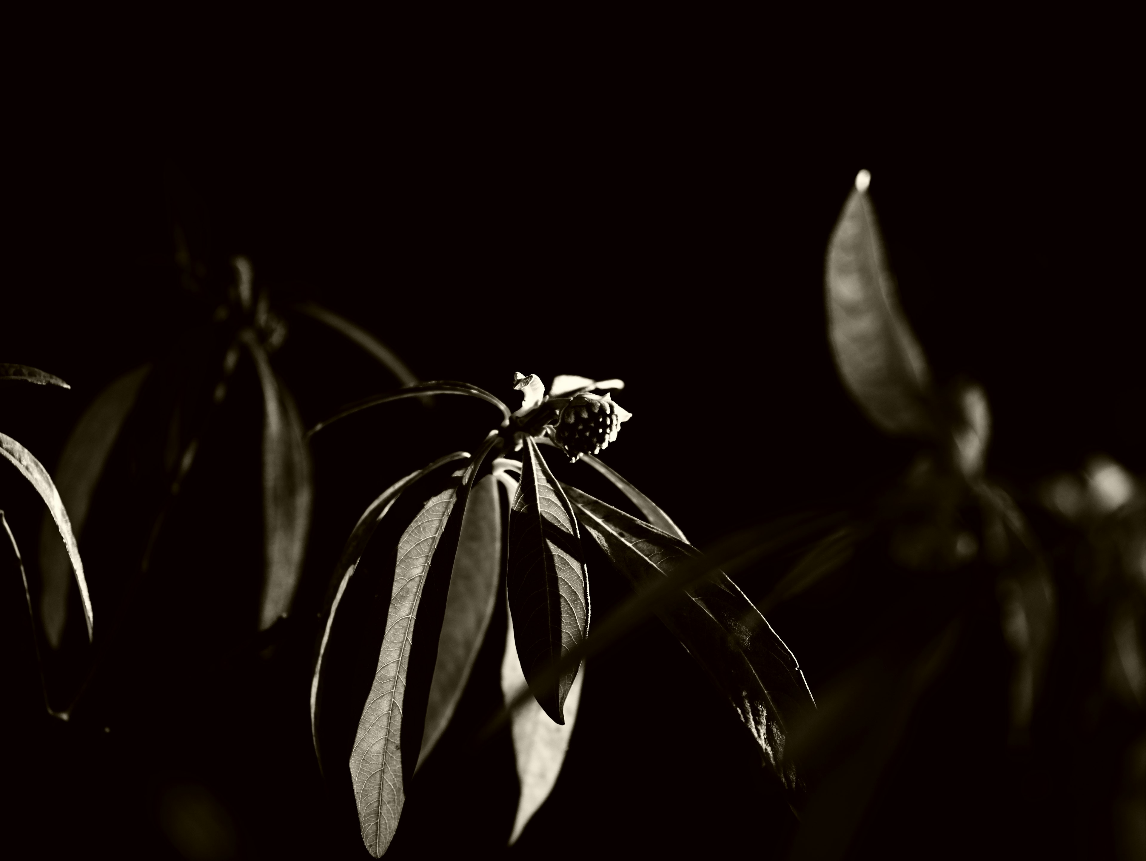 High contrast plant with leaves and buds against a black background