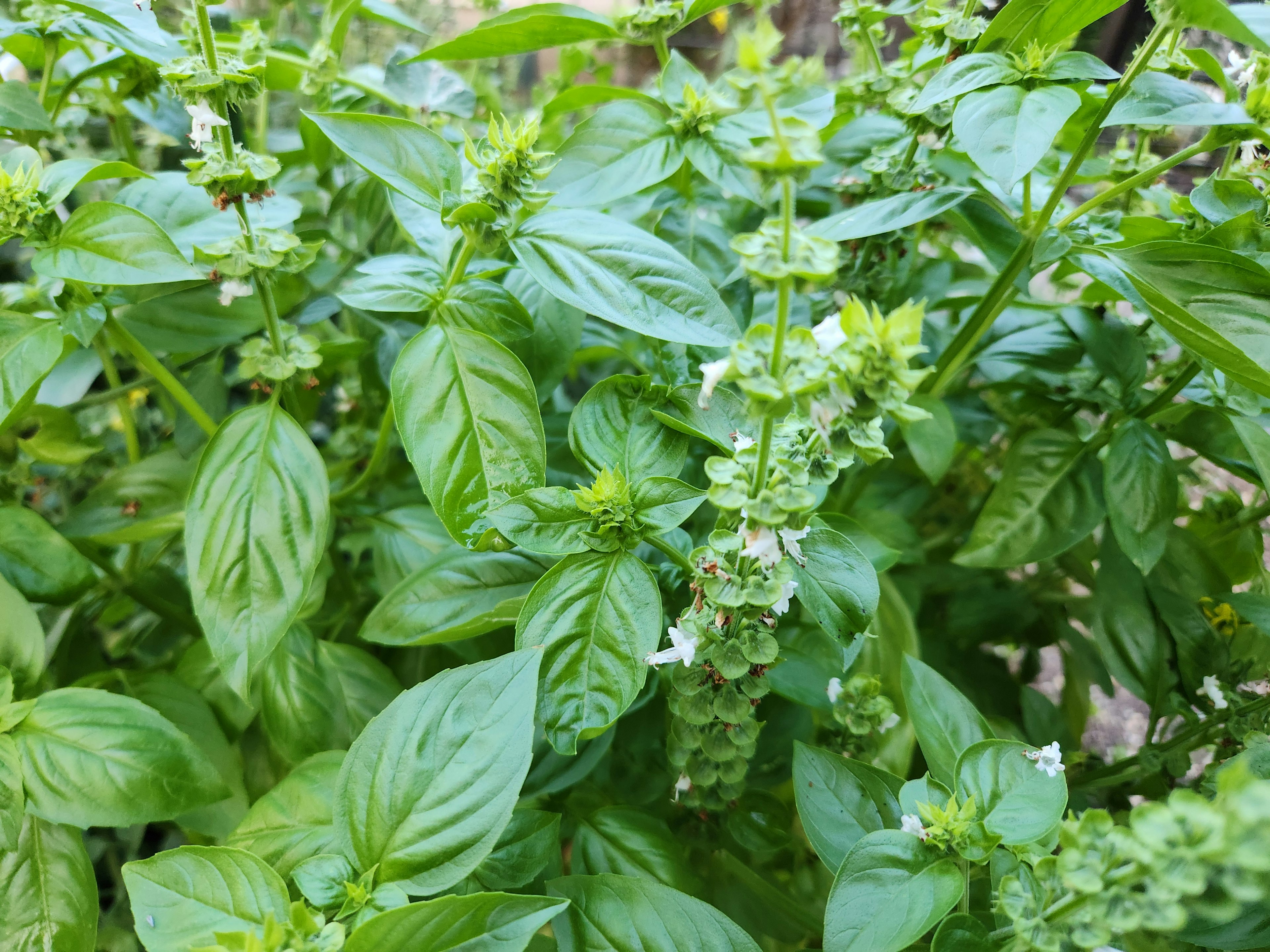 新鮮なバジルの葉が豊かに茂っている様子