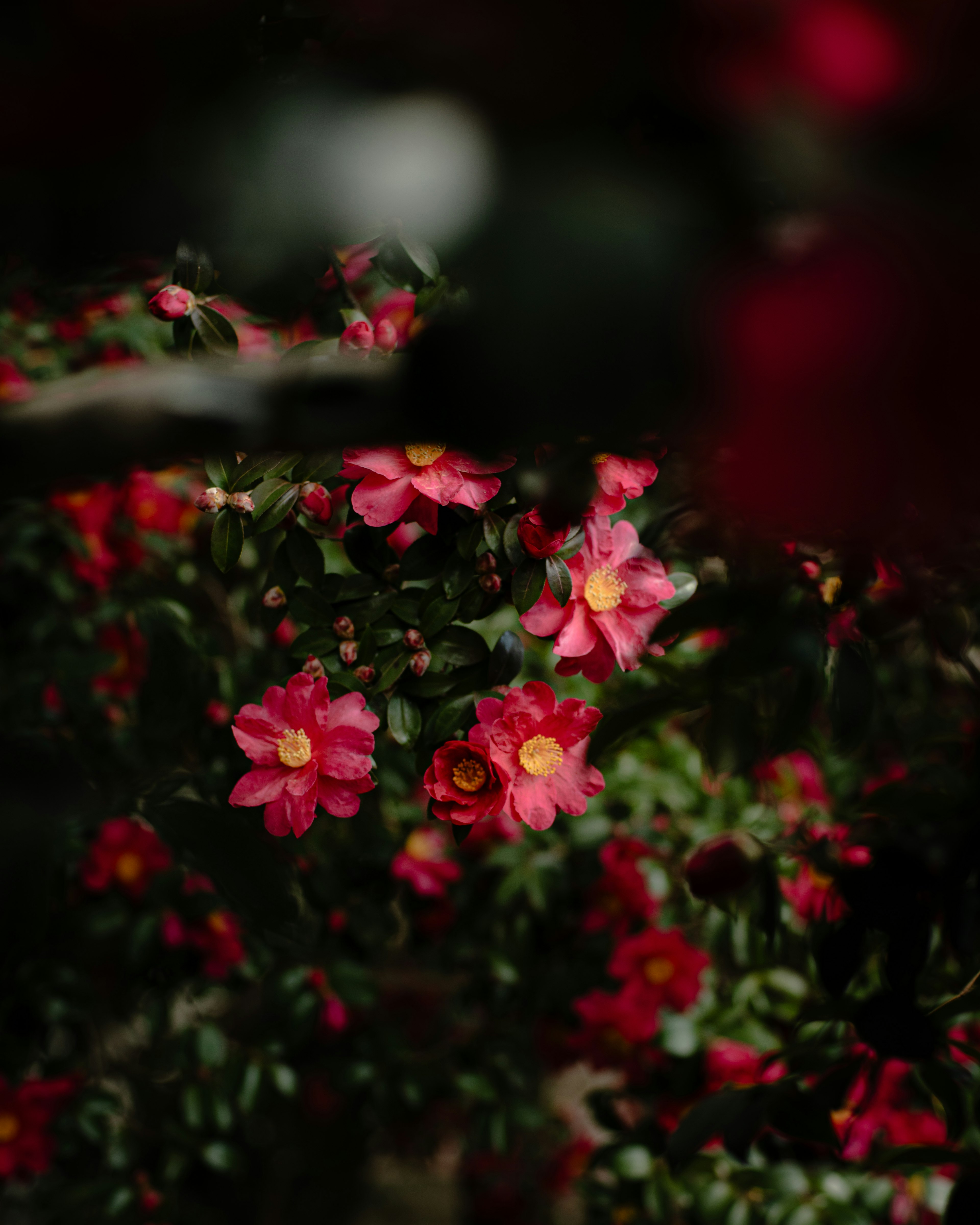 Gros plan de fleurs rouges vives sur un buisson vert