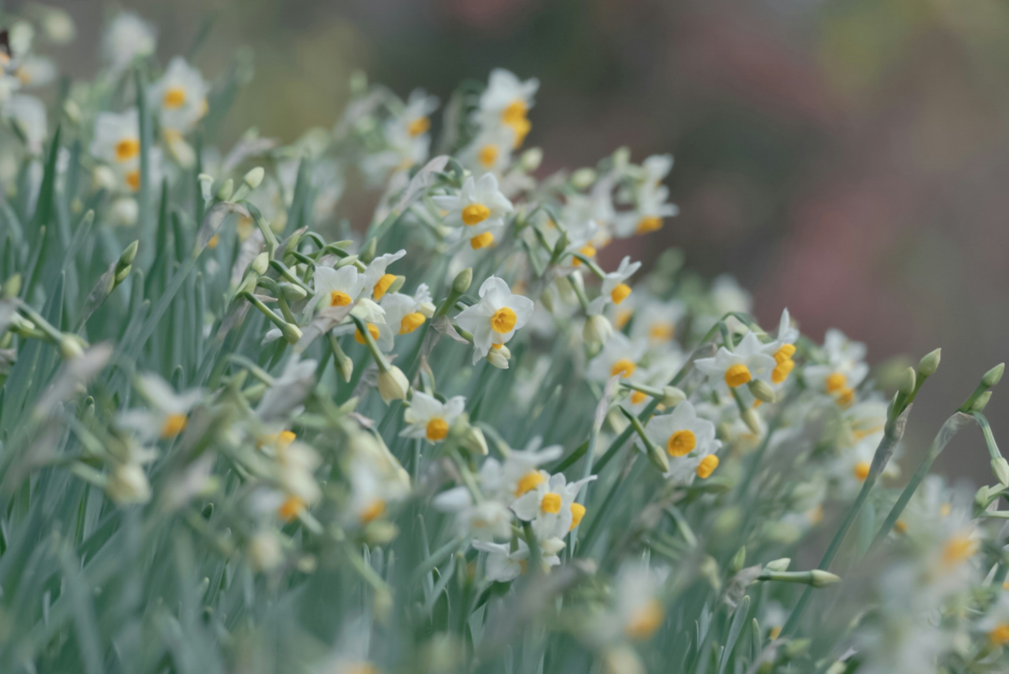 A field of daffodils with white petals and yellow centers