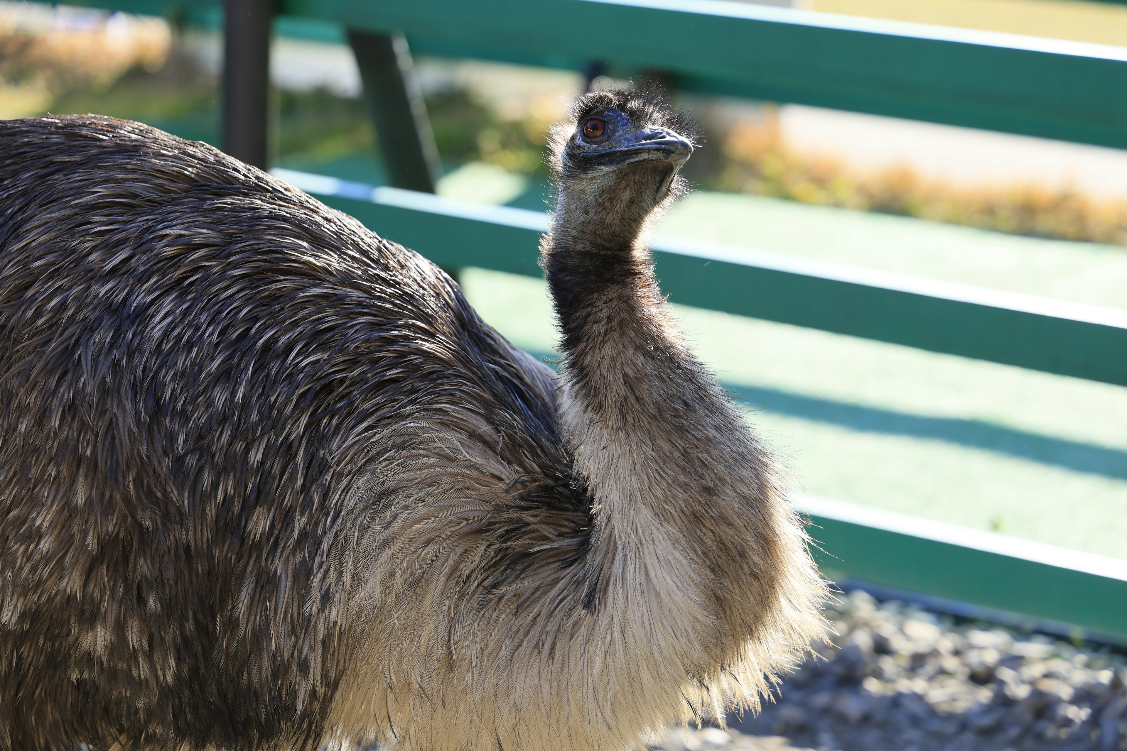 Close-up of an emu showing its back and neck