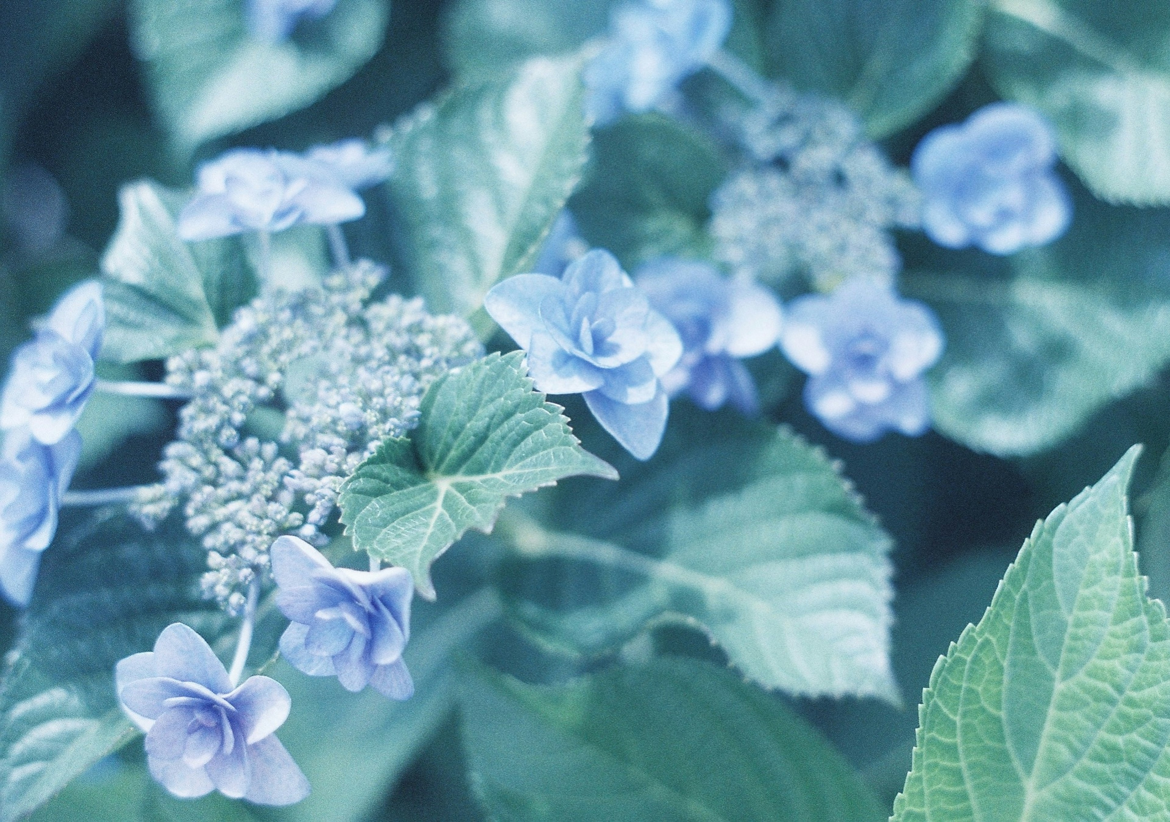 Close-up of blue flowers and green leaves of a plant