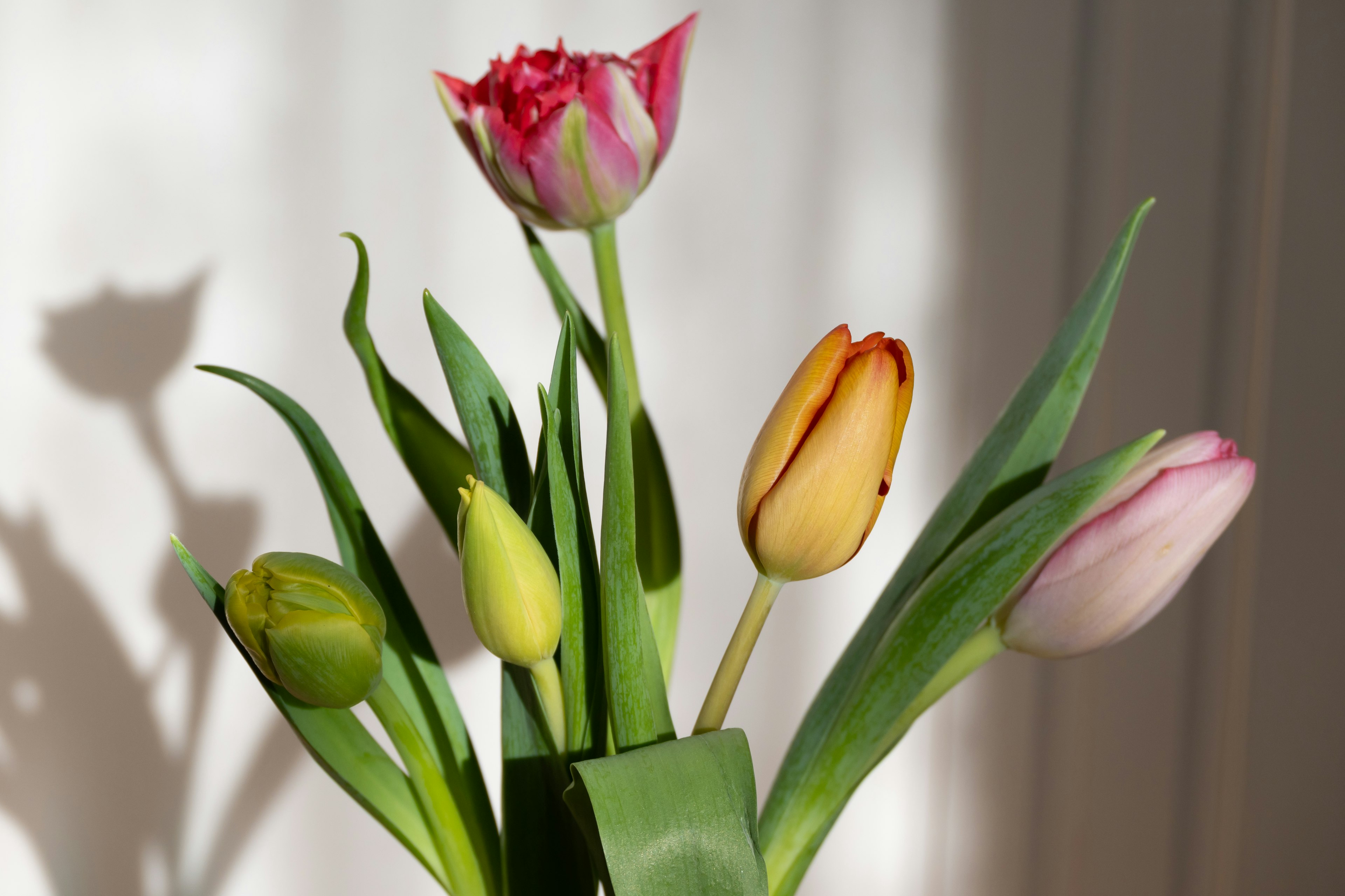 Ein Strauß bunter Tulpen, schön arrangiert im natürlichen Licht