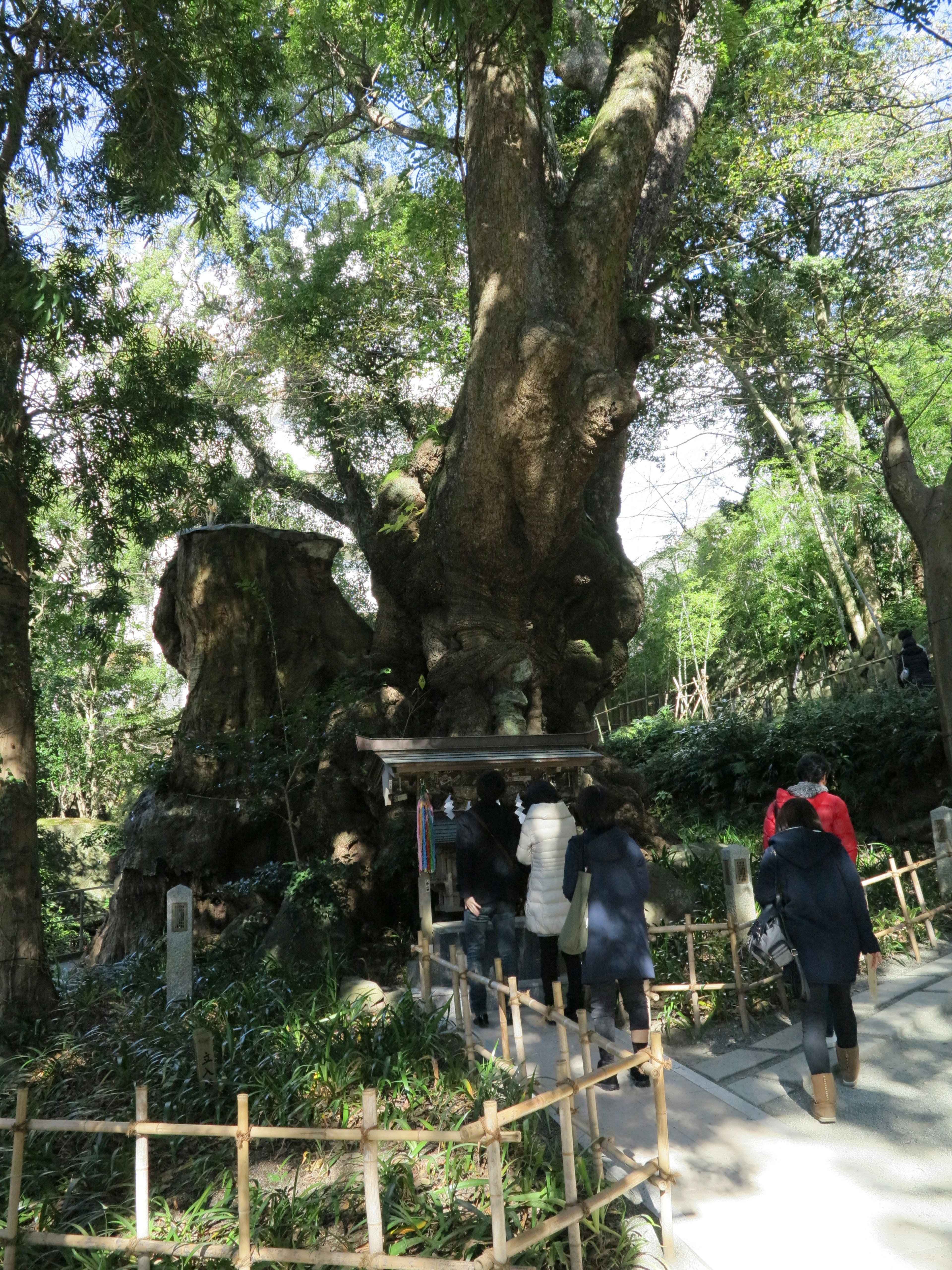 Pohon besar dengan pengunjung di latar alam