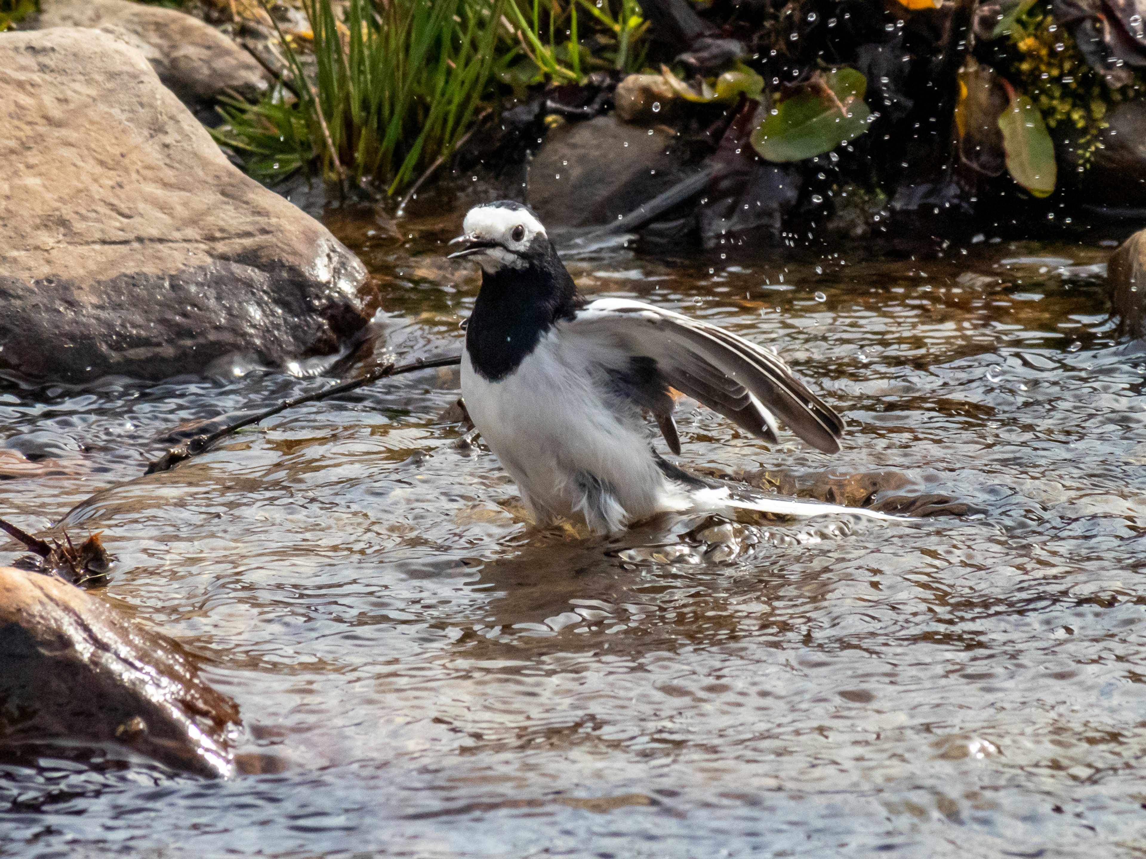 水の中で羽を広げる白黒の鳥の姿