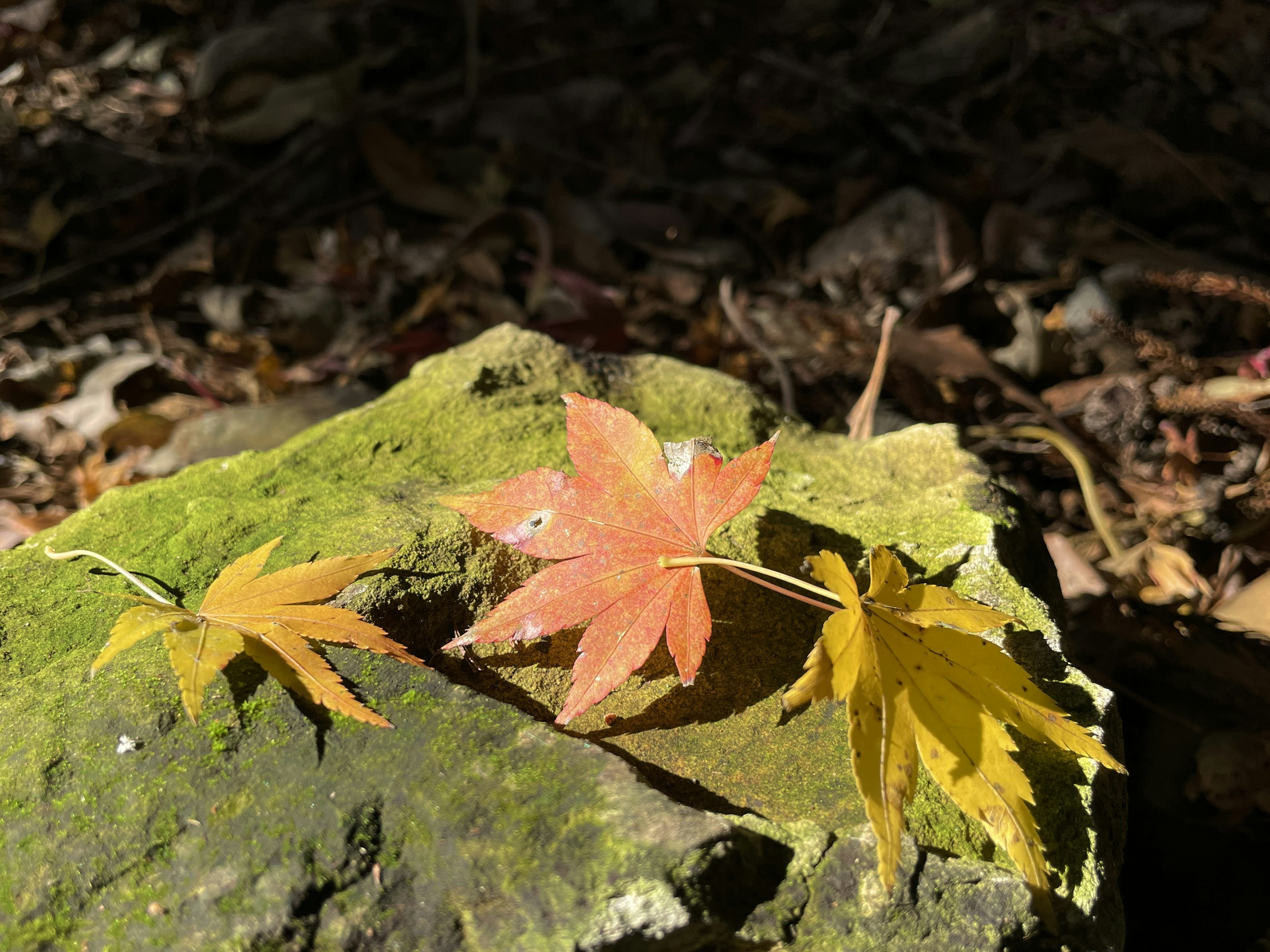 Red and yellow leaves resting on green moss