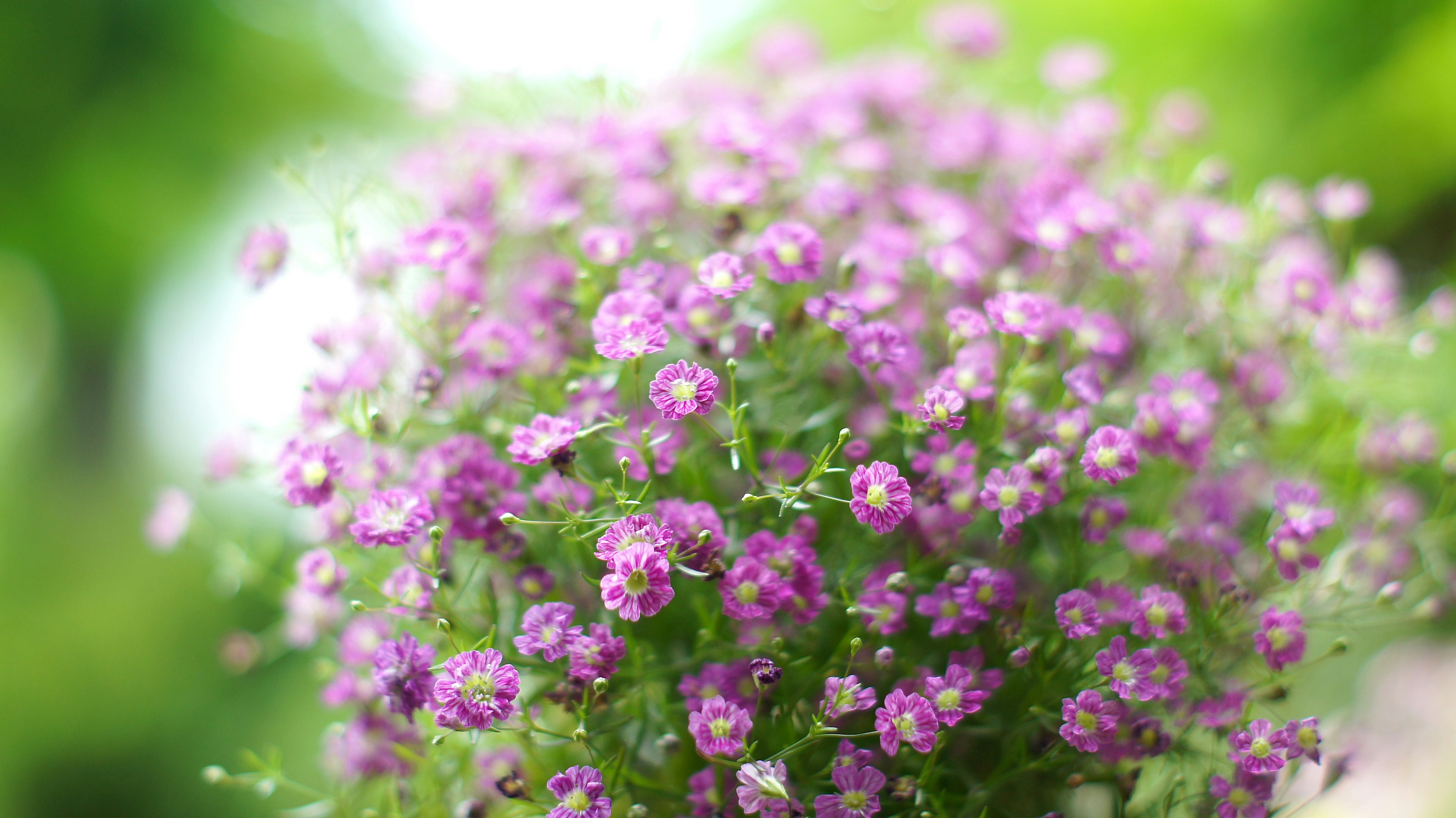 Acercamiento de una planta con pequeñas flores moradas