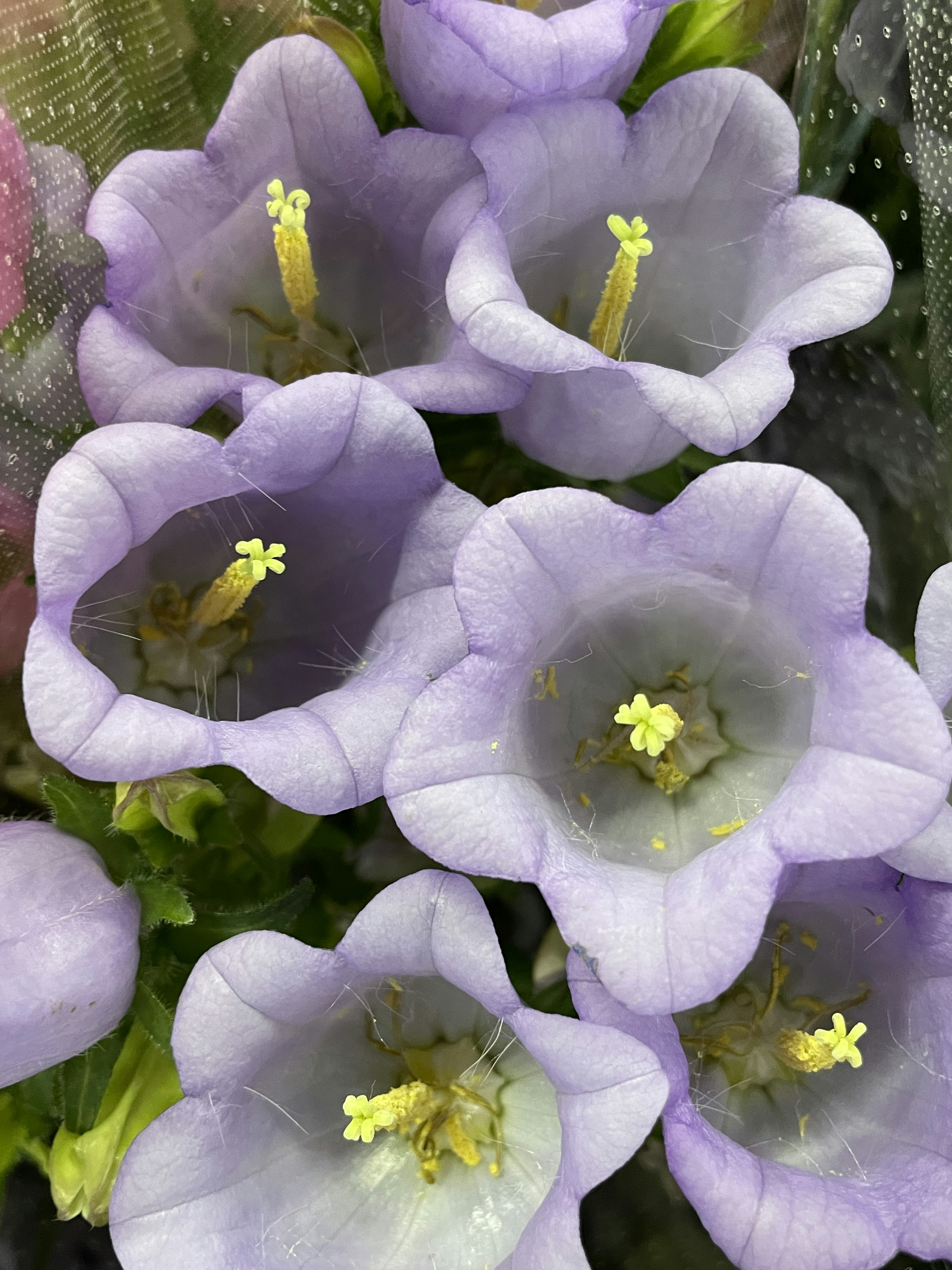 Primo piano di bellissimi fiori viola con petali delicati