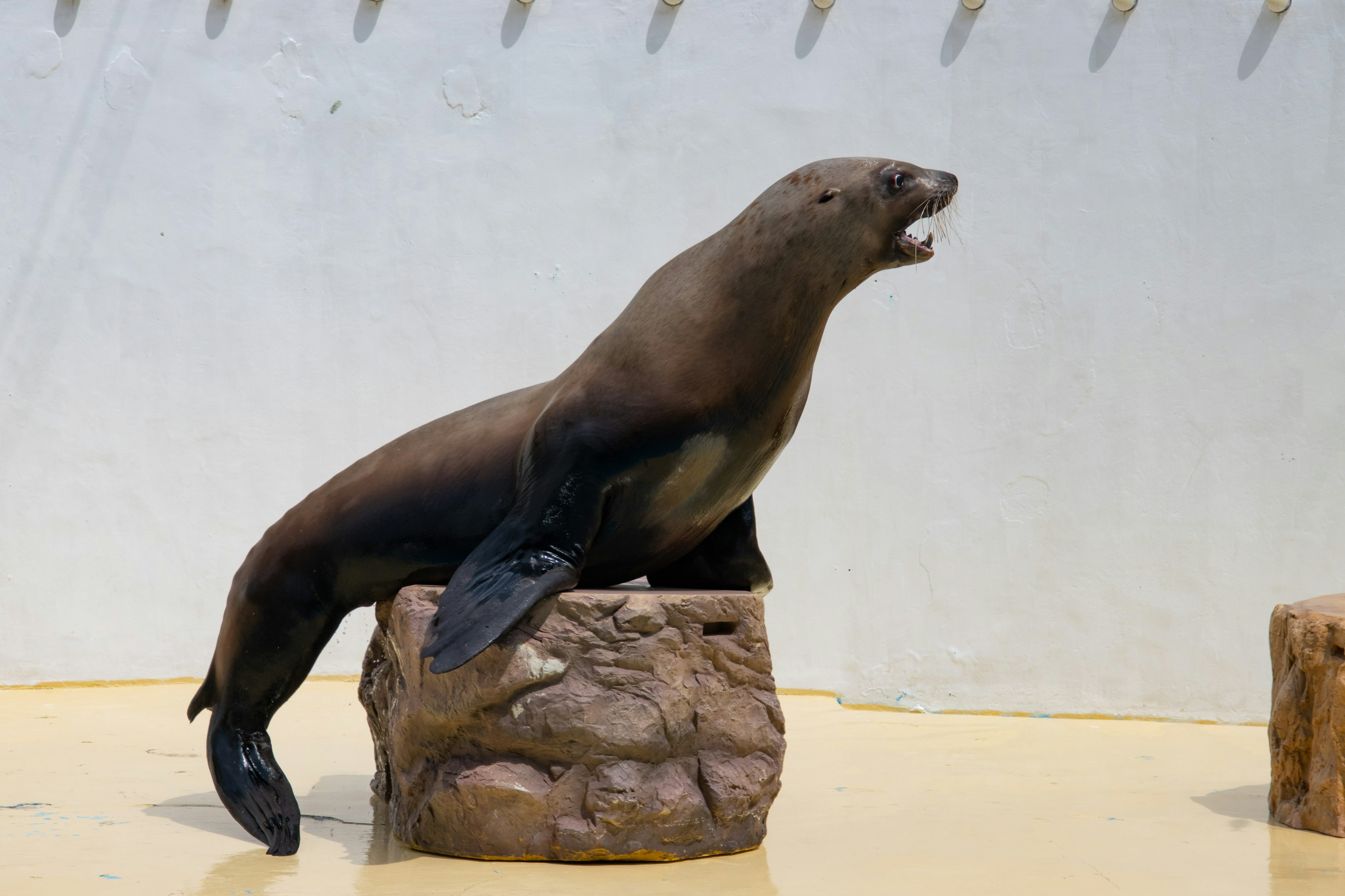 Un león marino de pie sobre una roca con la boca abierta