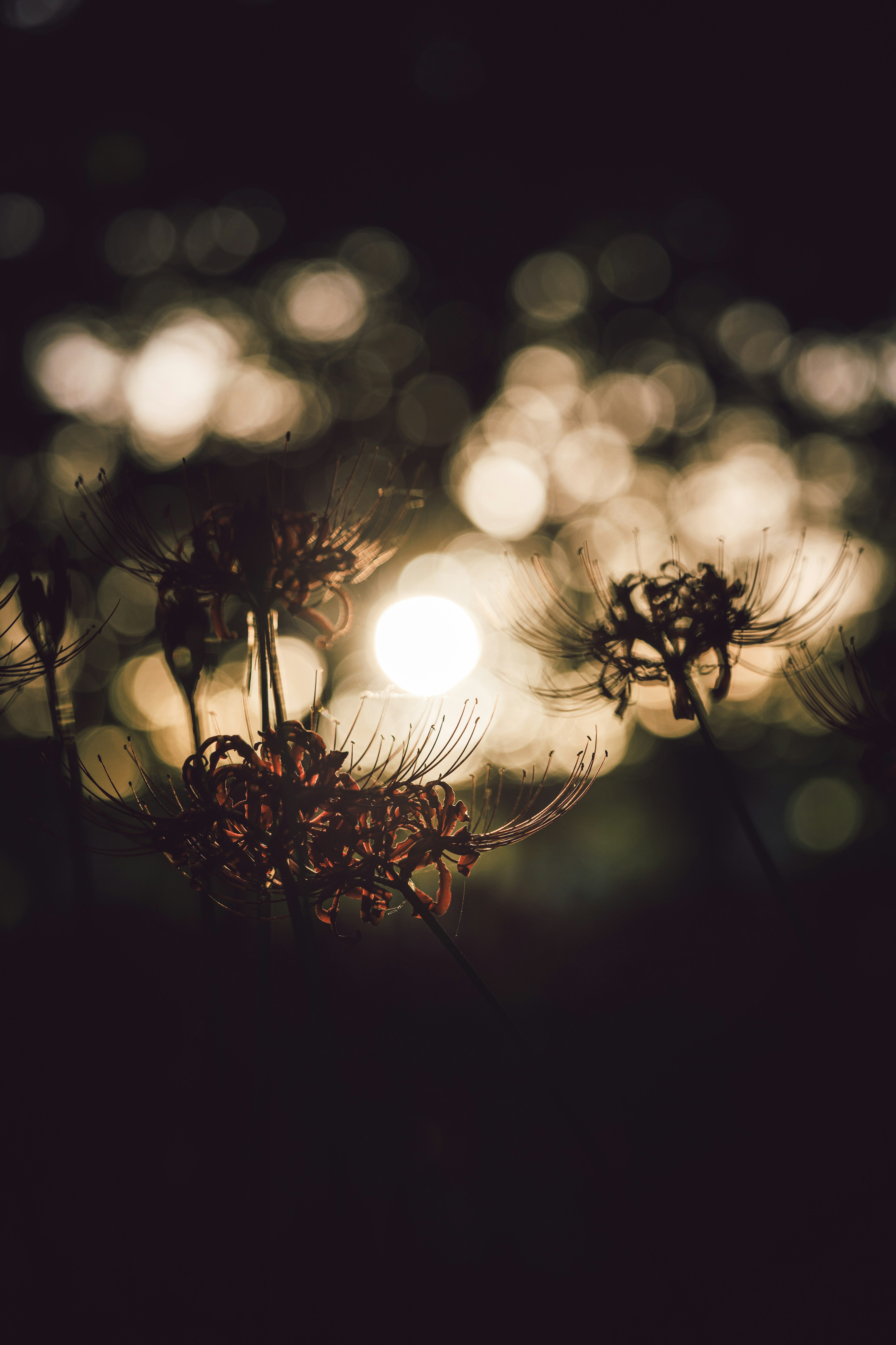 Silhouette of plants backlit with beautiful bokeh light