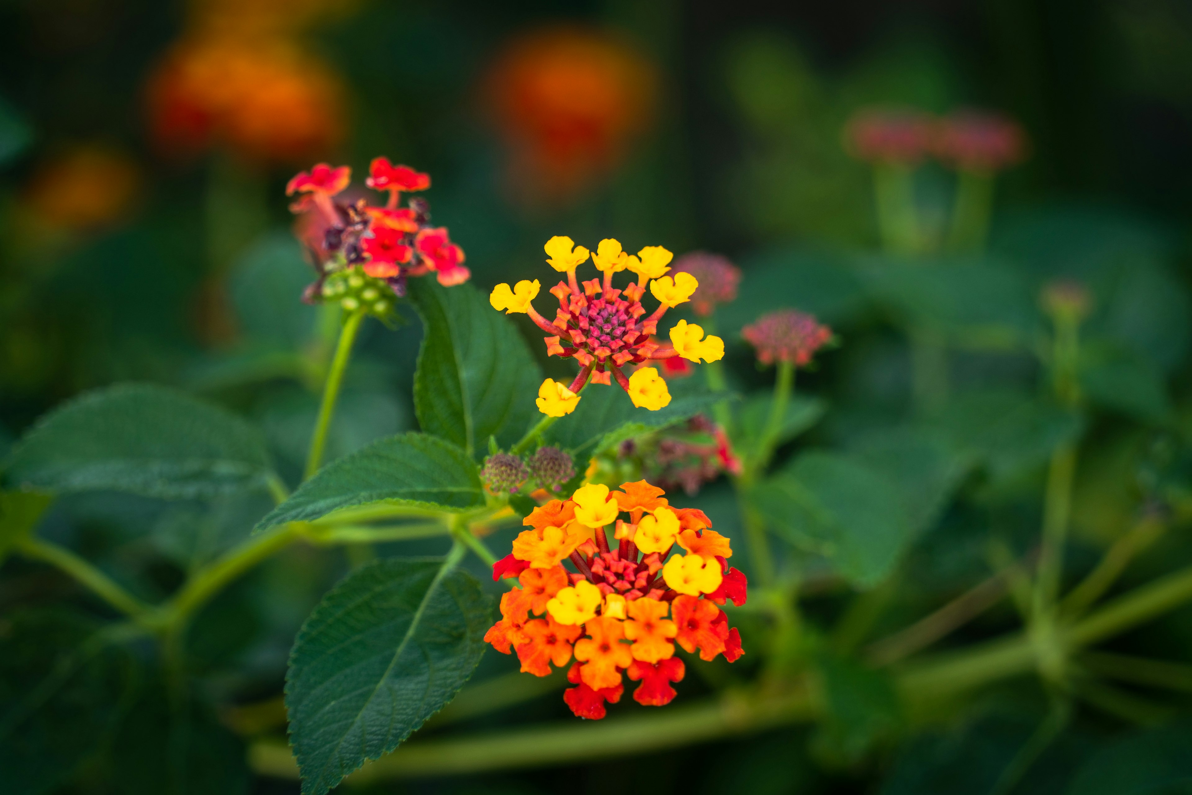 Fleurs de lantana vibrantes en rouge jaune et orange sur un fond vert flou