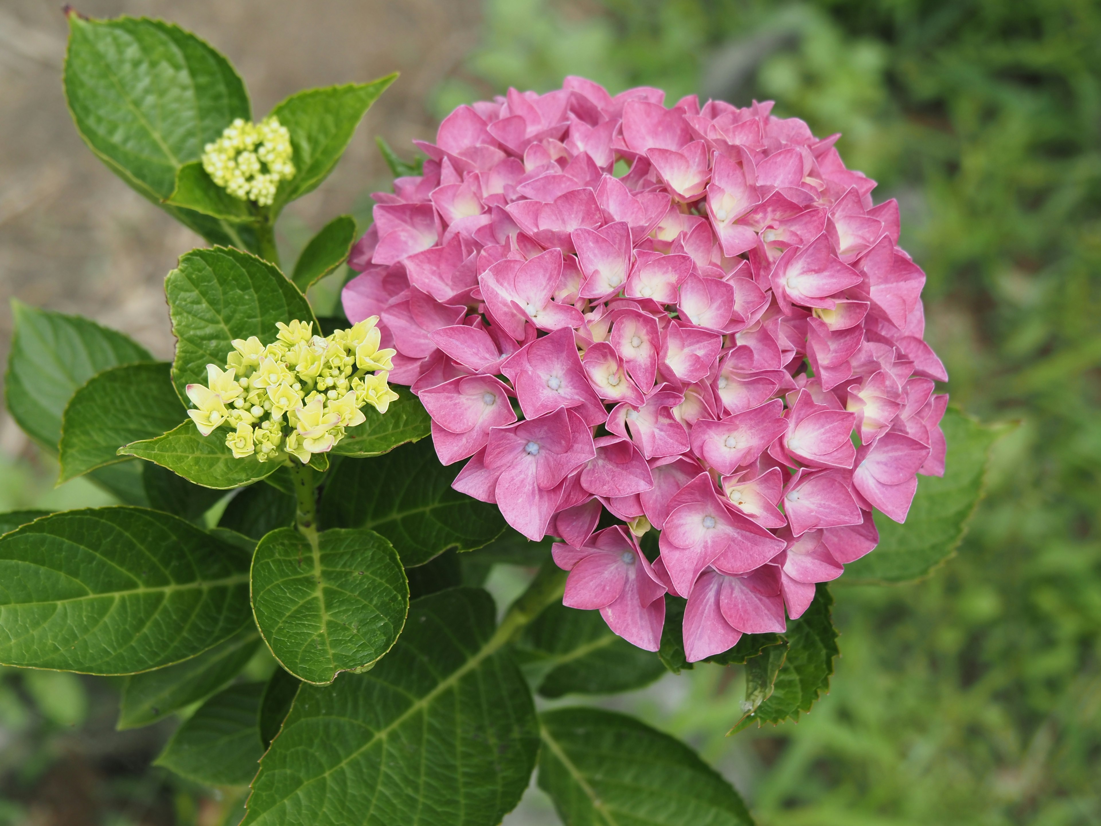 Flor de hortensia rosa vibrante con pequeñas flores amarillas