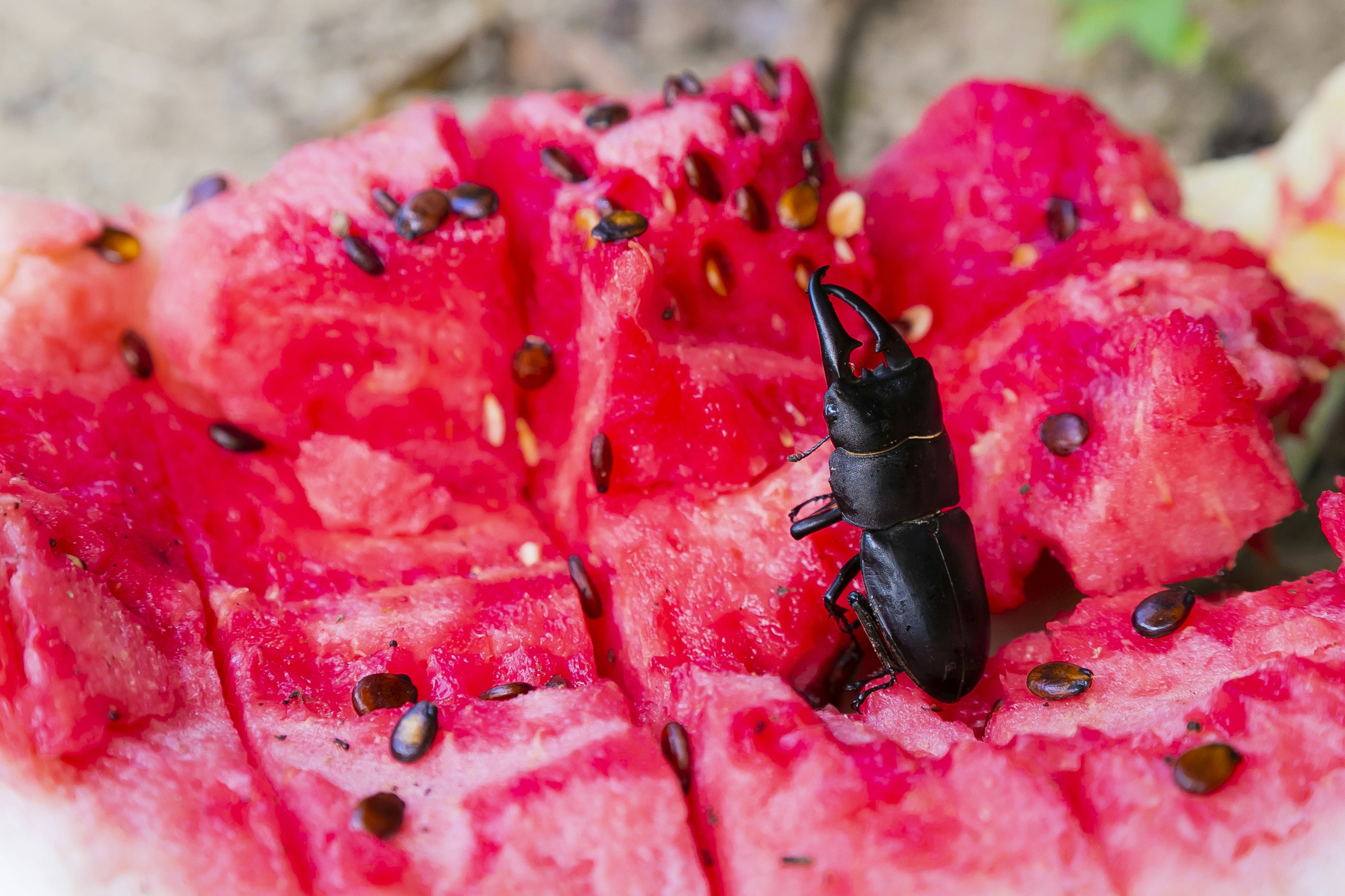 Un insecto negro posicionado sobre rodajas de sandía