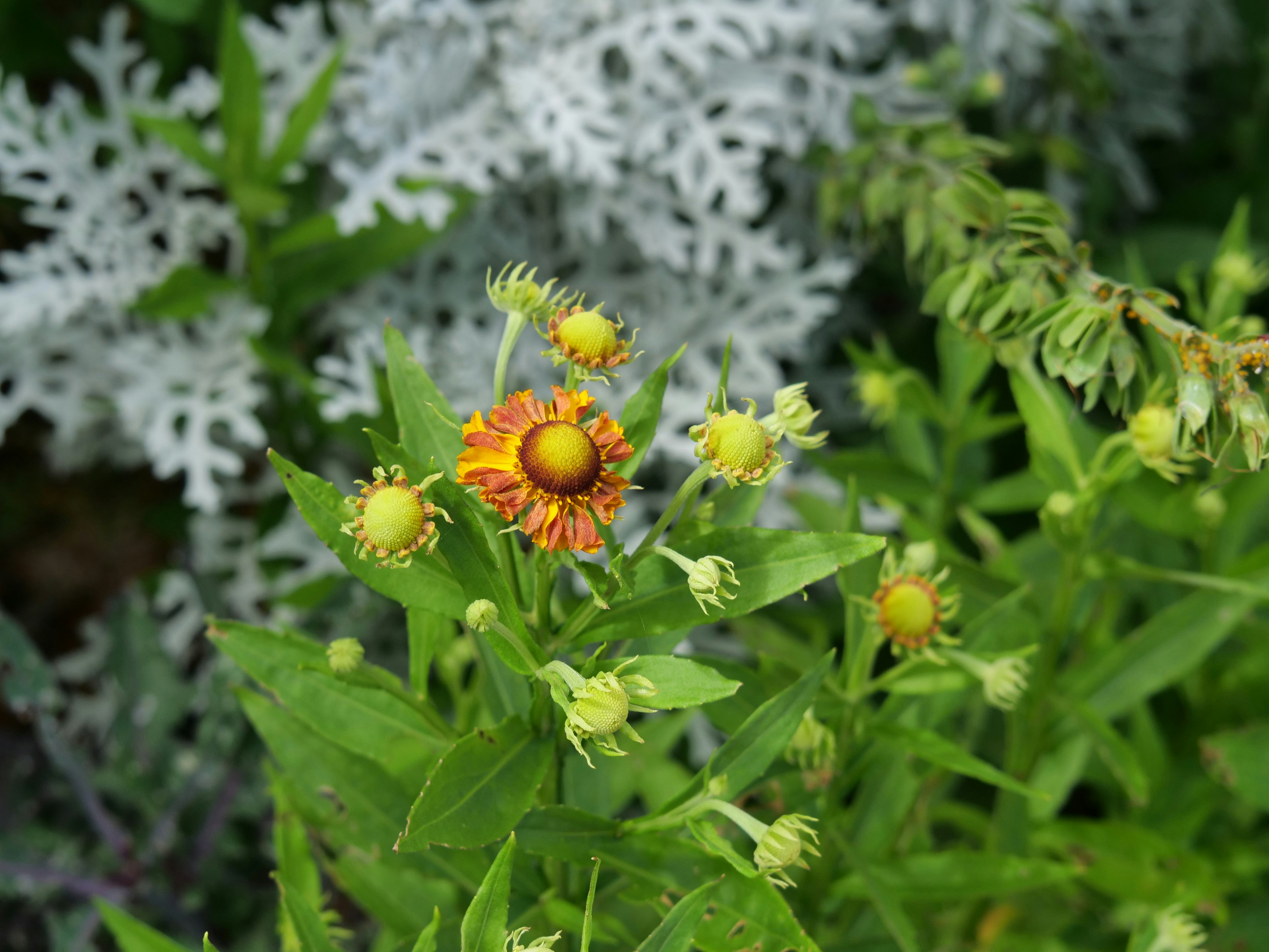 Fiori arancioni e gialli vivaci che sbocciano tra le foglie verdi