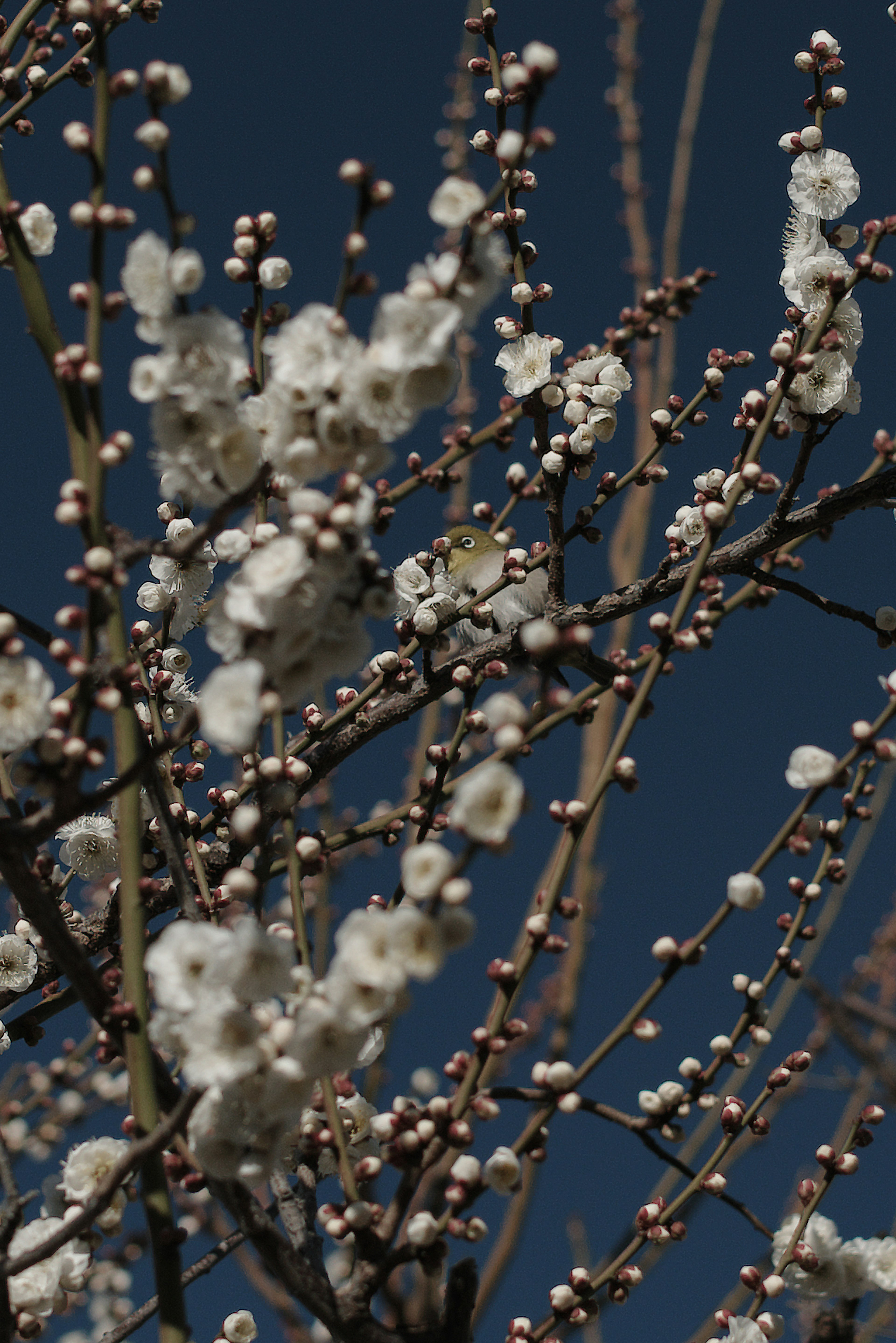 Close-up of branches with white flowers blooming