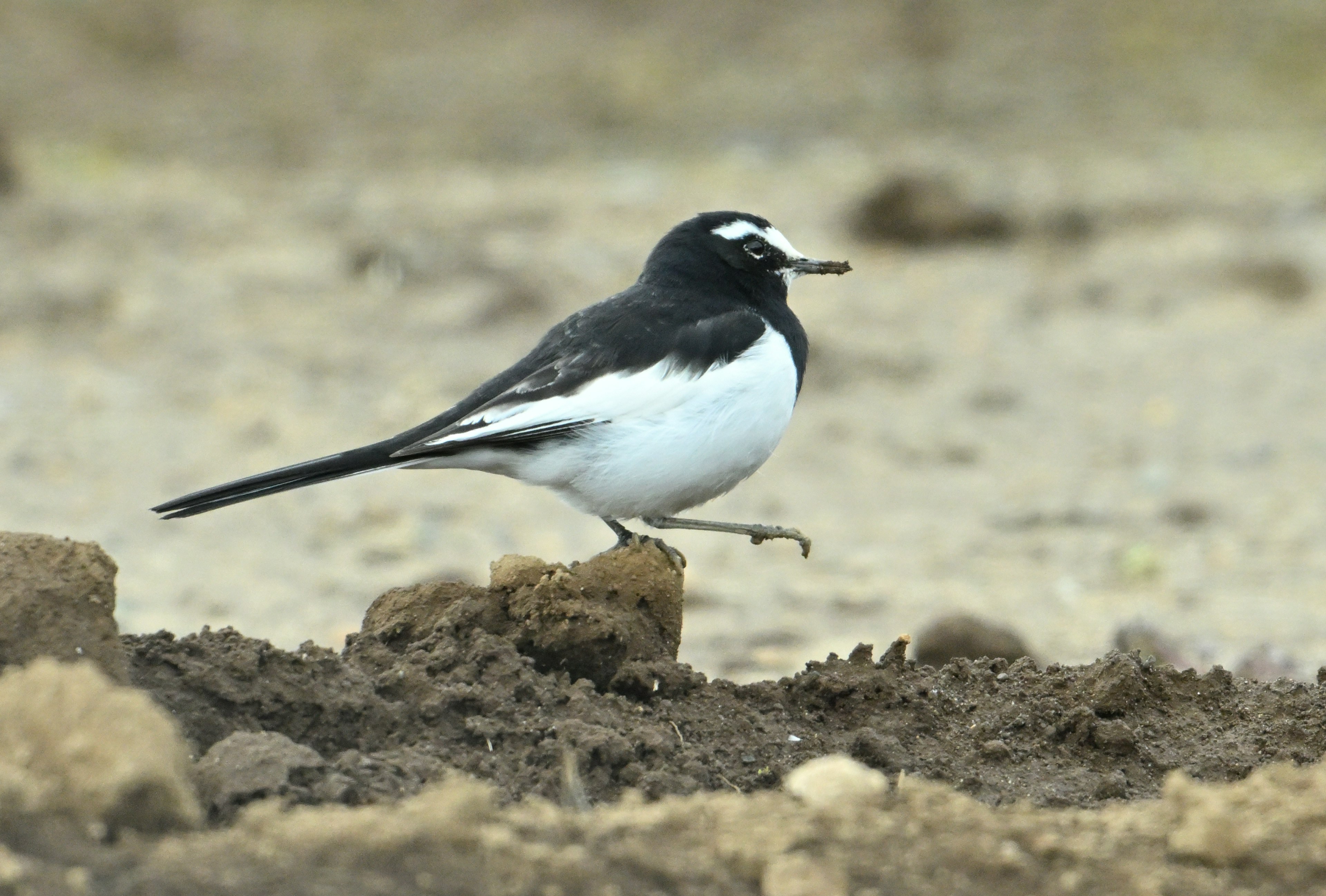 Un pájaro blanco y negro caminando sobre el suelo