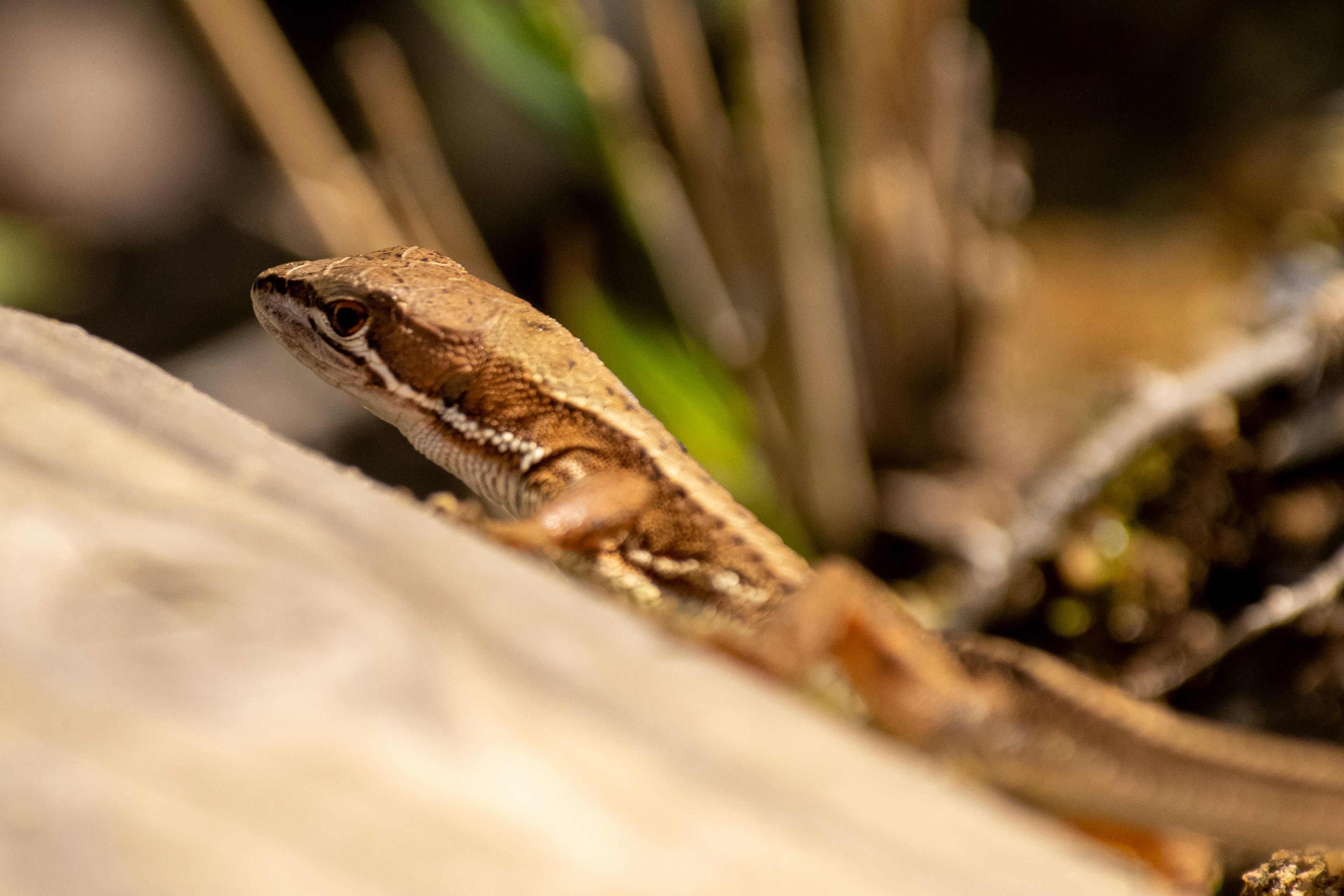 Un pequeño lagarto marrón descansando sobre una roca en un entorno natural