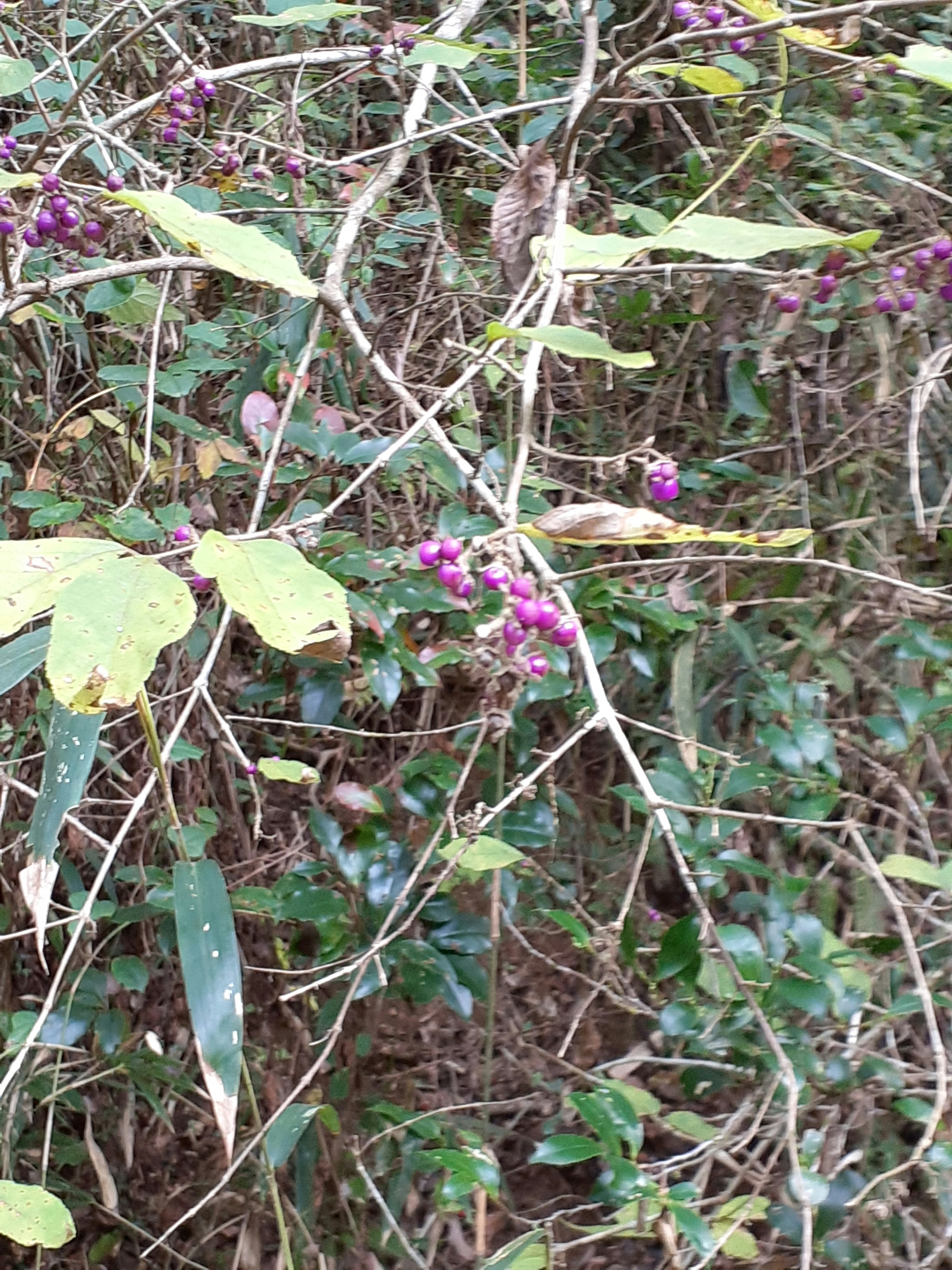 Un paysage avec des feuilles vertes et des baies violettes sur une vigne