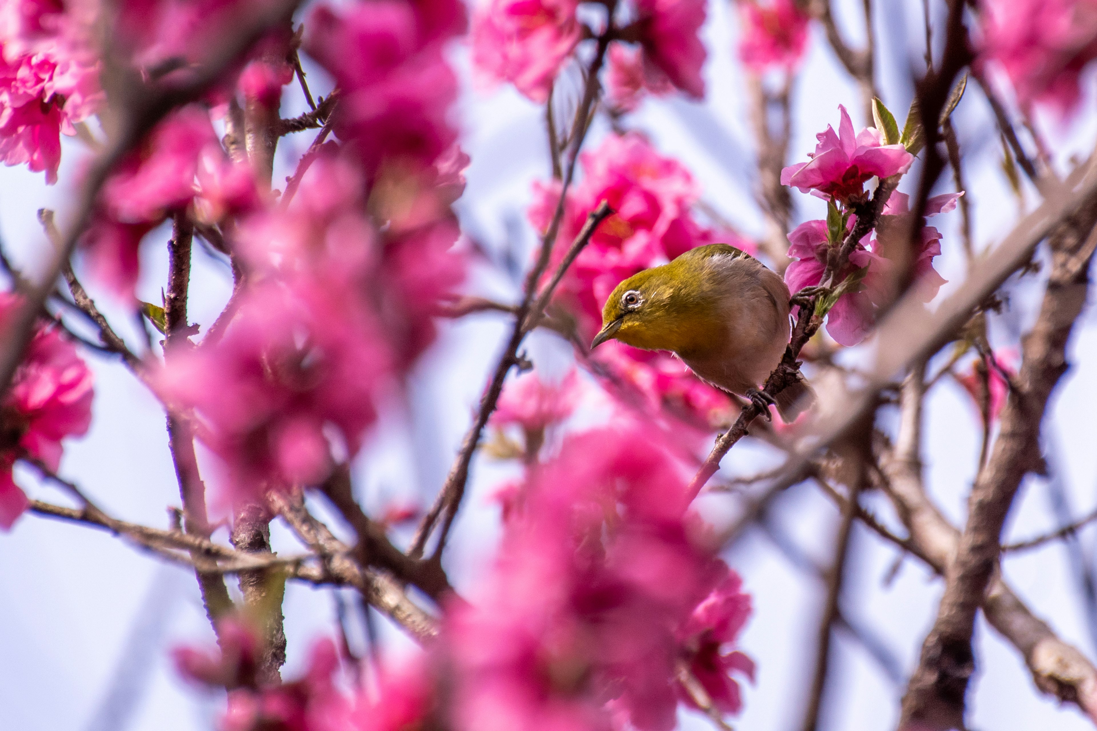 桜の花の中にいる小さな黄色い鳥