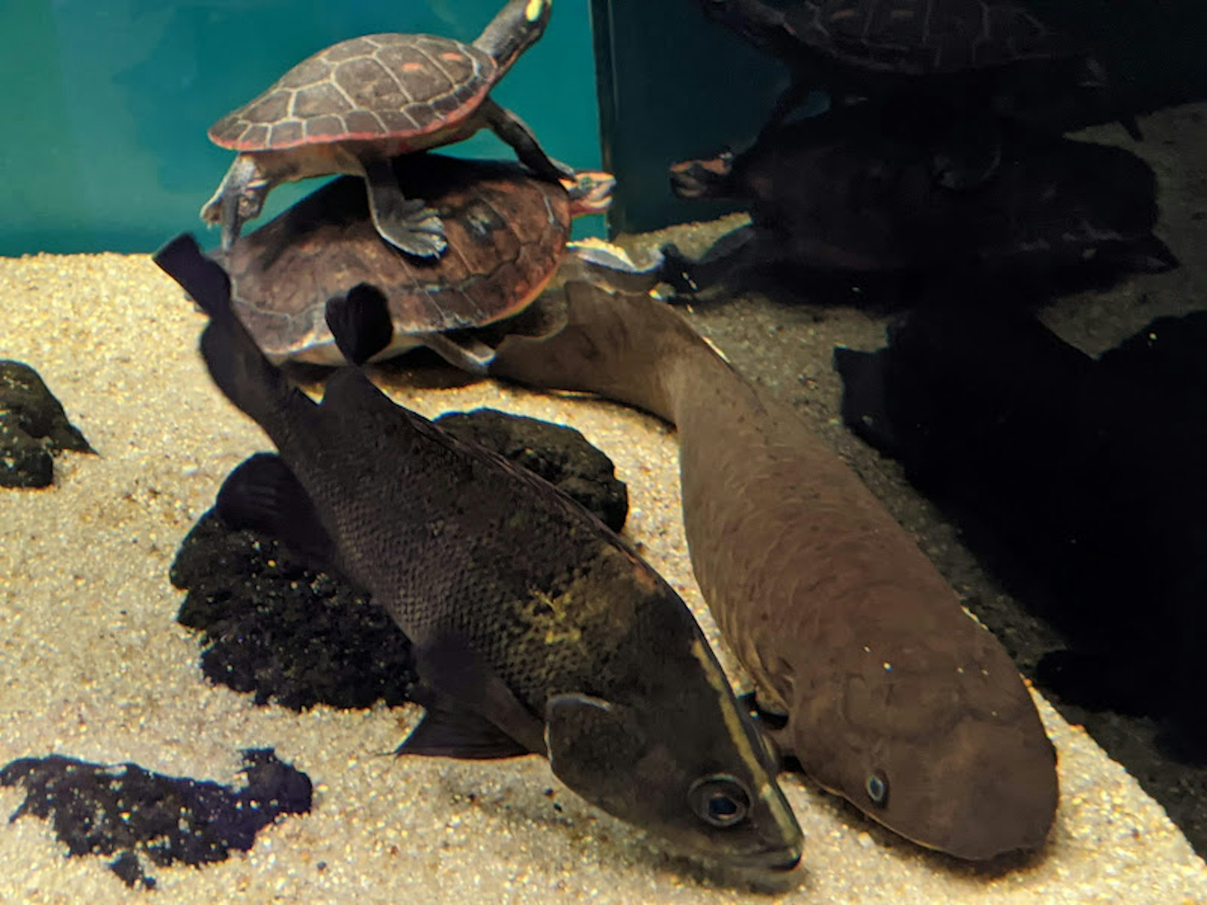 水族馆场景，海龟和鱼一起游泳