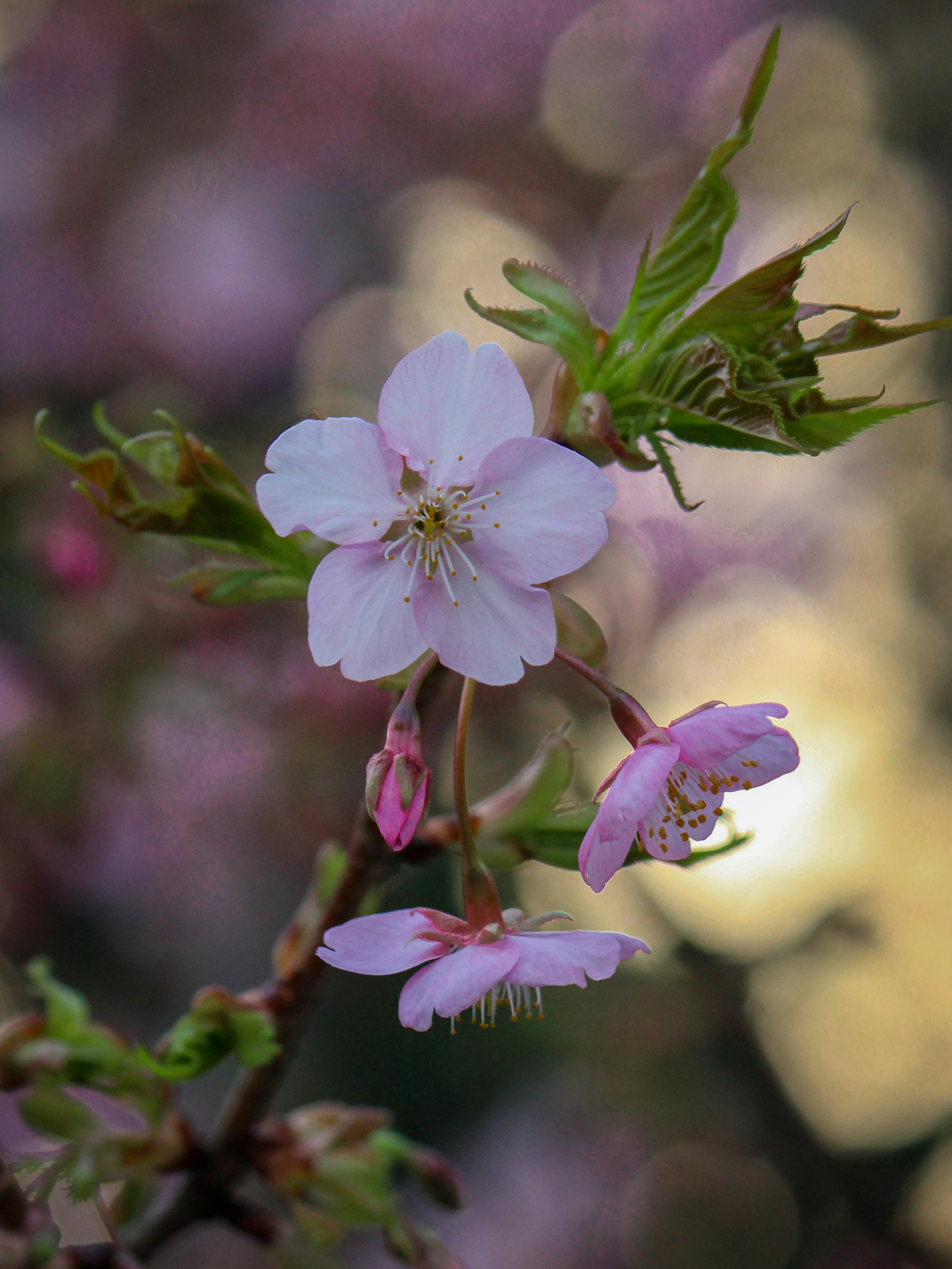 Primer plano de flores de cerezo en una rama con pétalos rosas y nuevas hojas