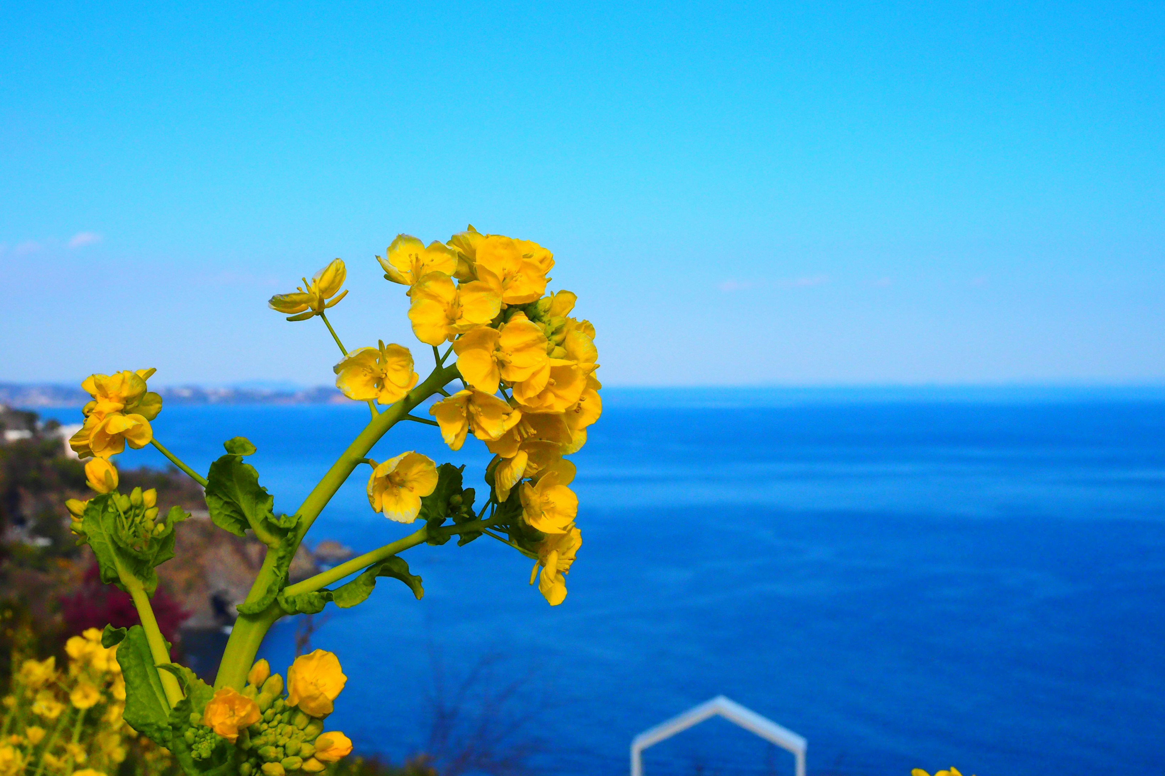 Yellow flowers in front of a blue sea and clear sky