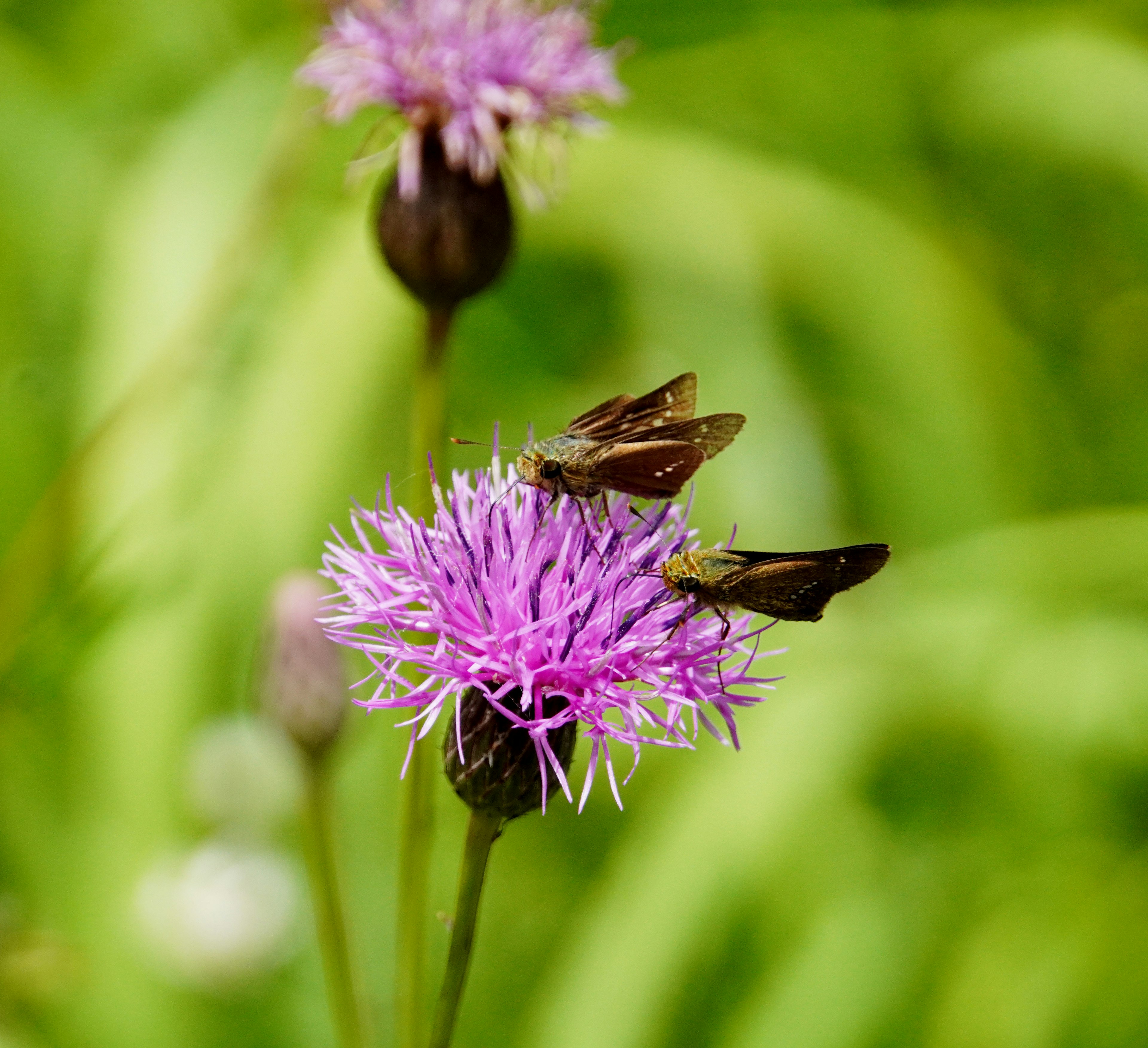 Zwei Schmetterlinge, die auf einer lila Blume mit grünem Hintergrund sitzen