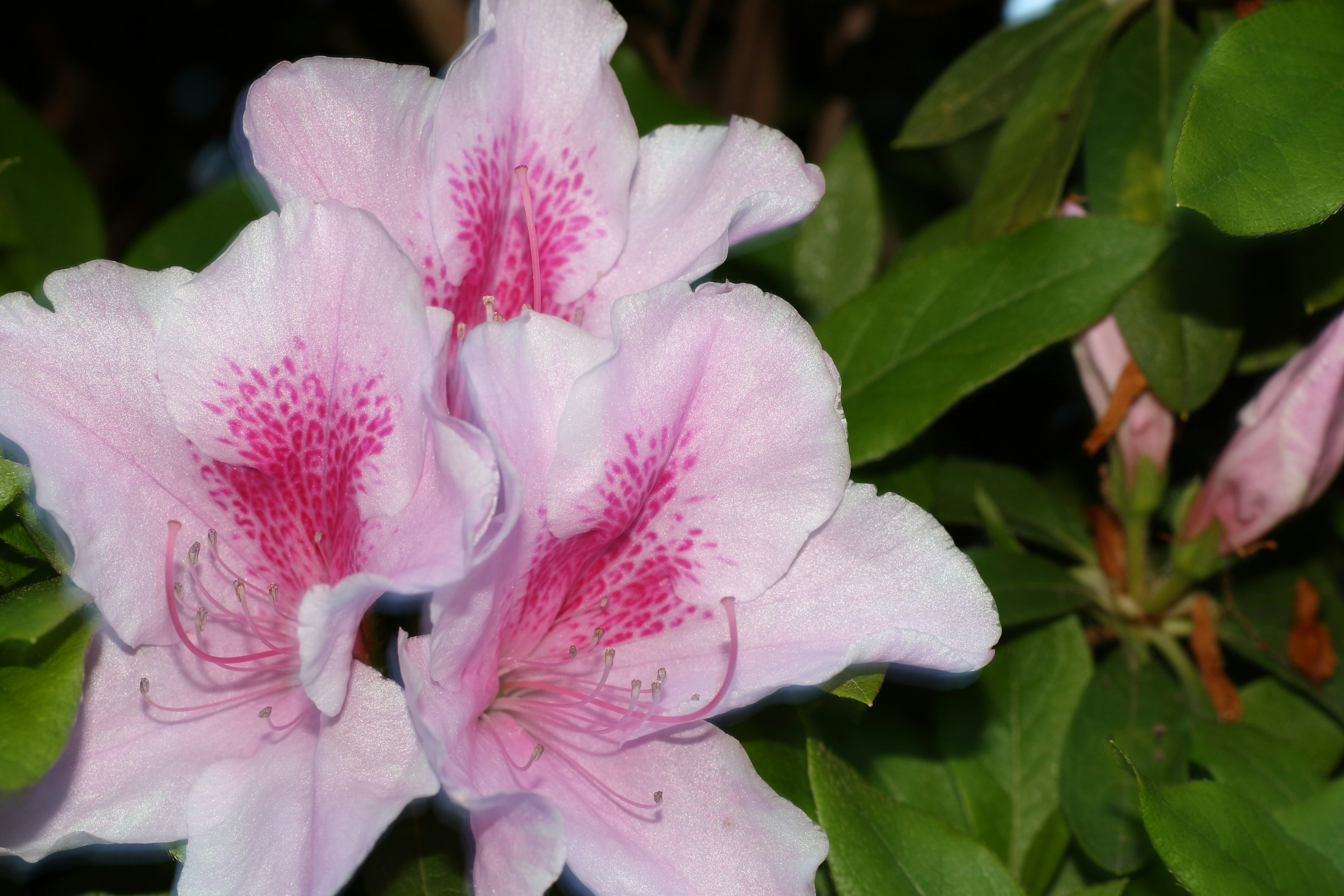 薄いピンク色のツツジの花が緑の葉と一緒に咲いている