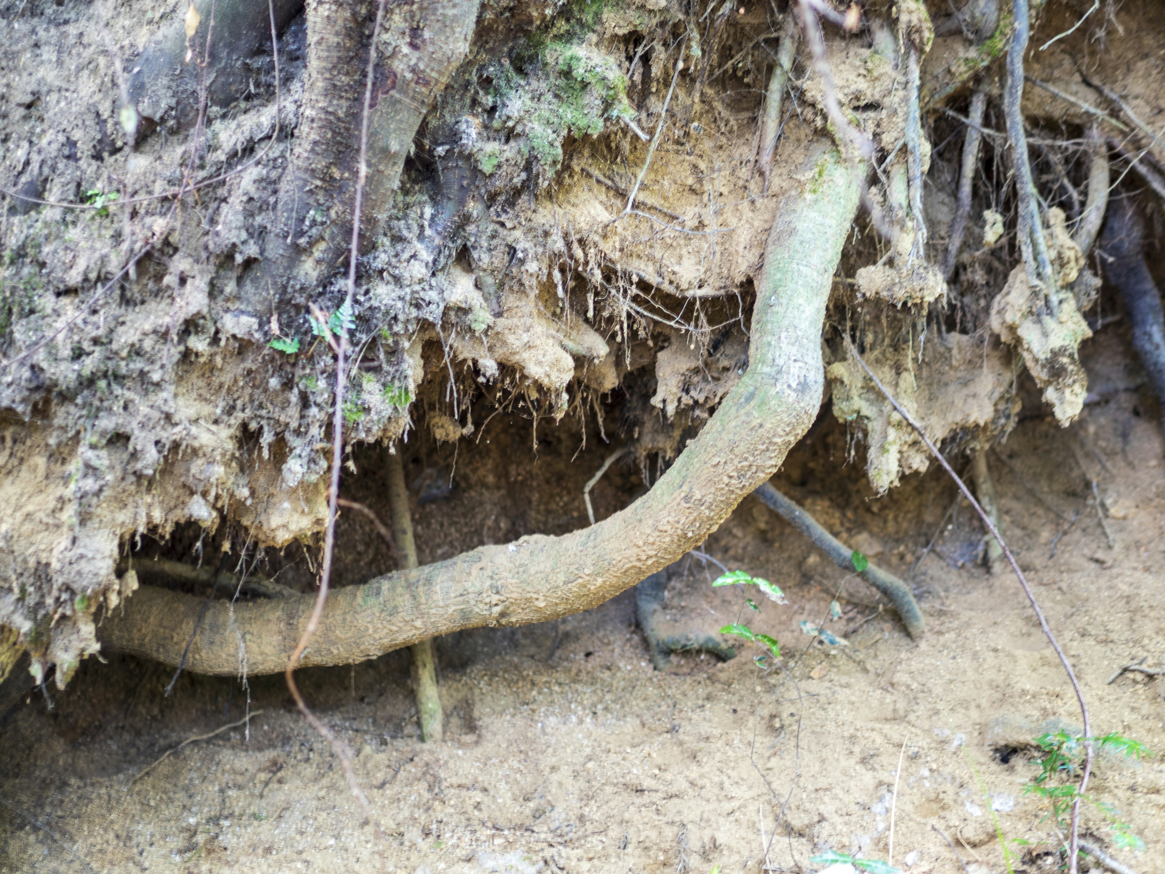 Radici di albero esposte nel terreno con trame terrose