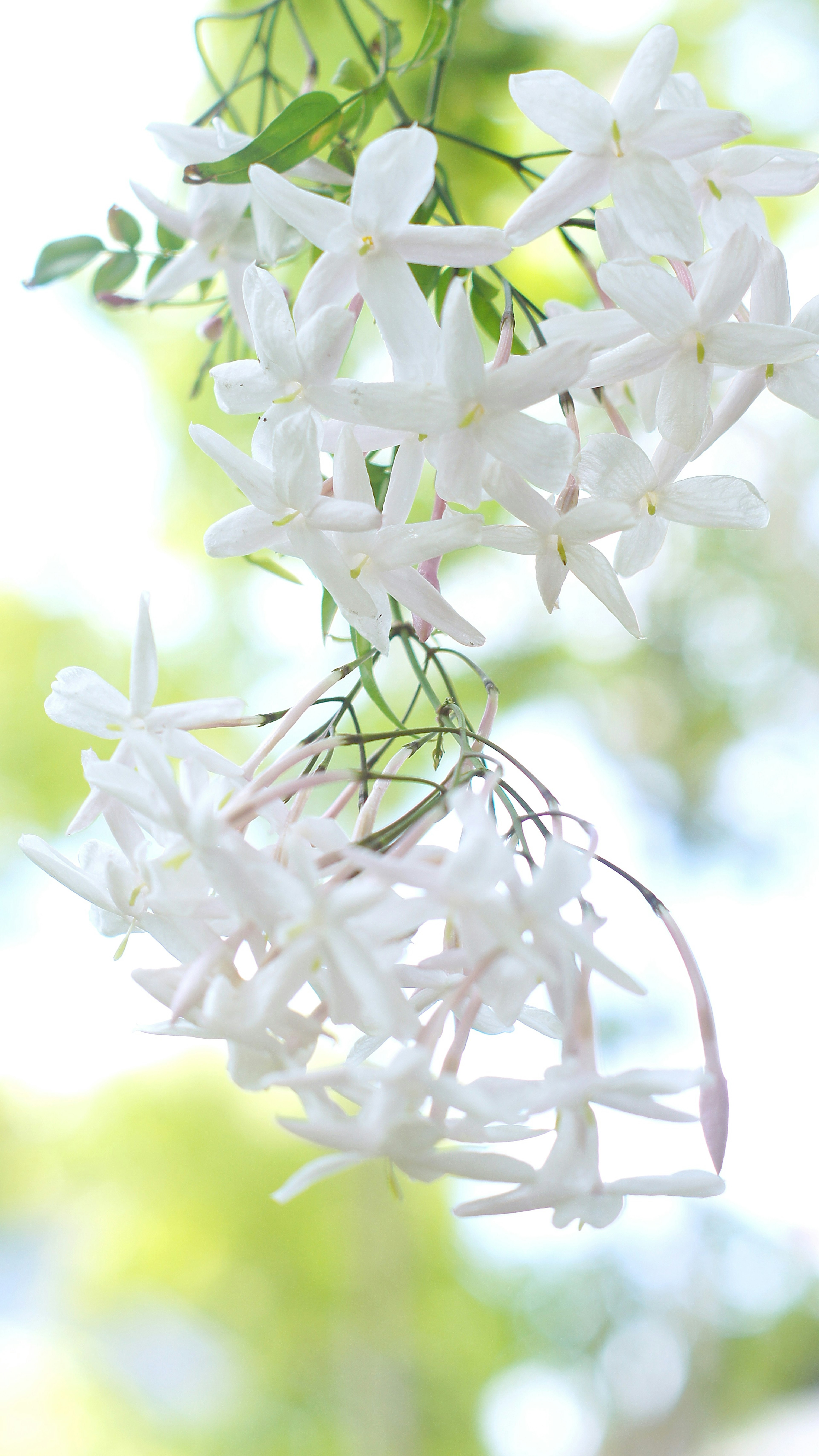 A cluster of white jasmine flowers hanging gracefully