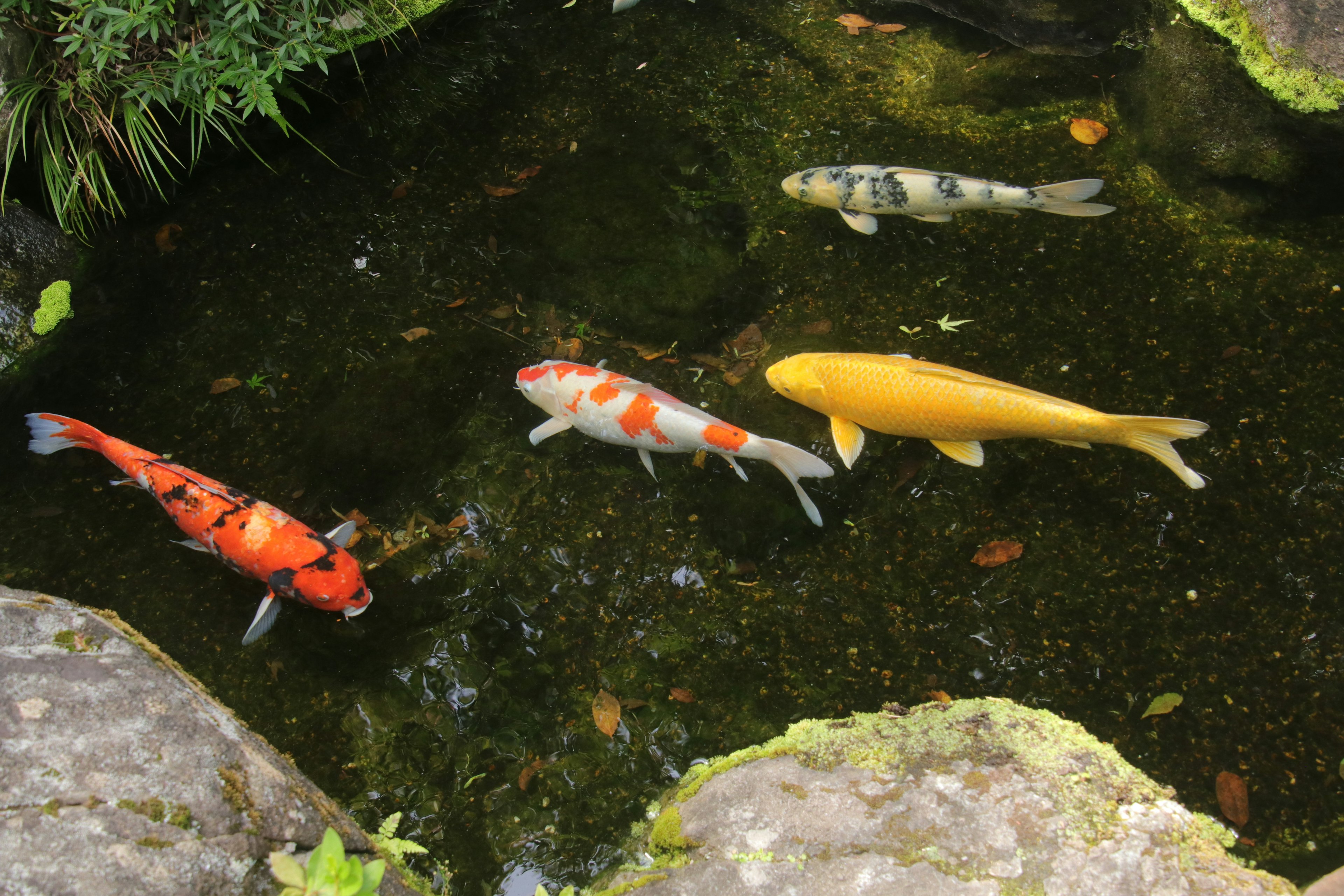 Ikan koi berwarna-warni berenang di kolam yang tenang