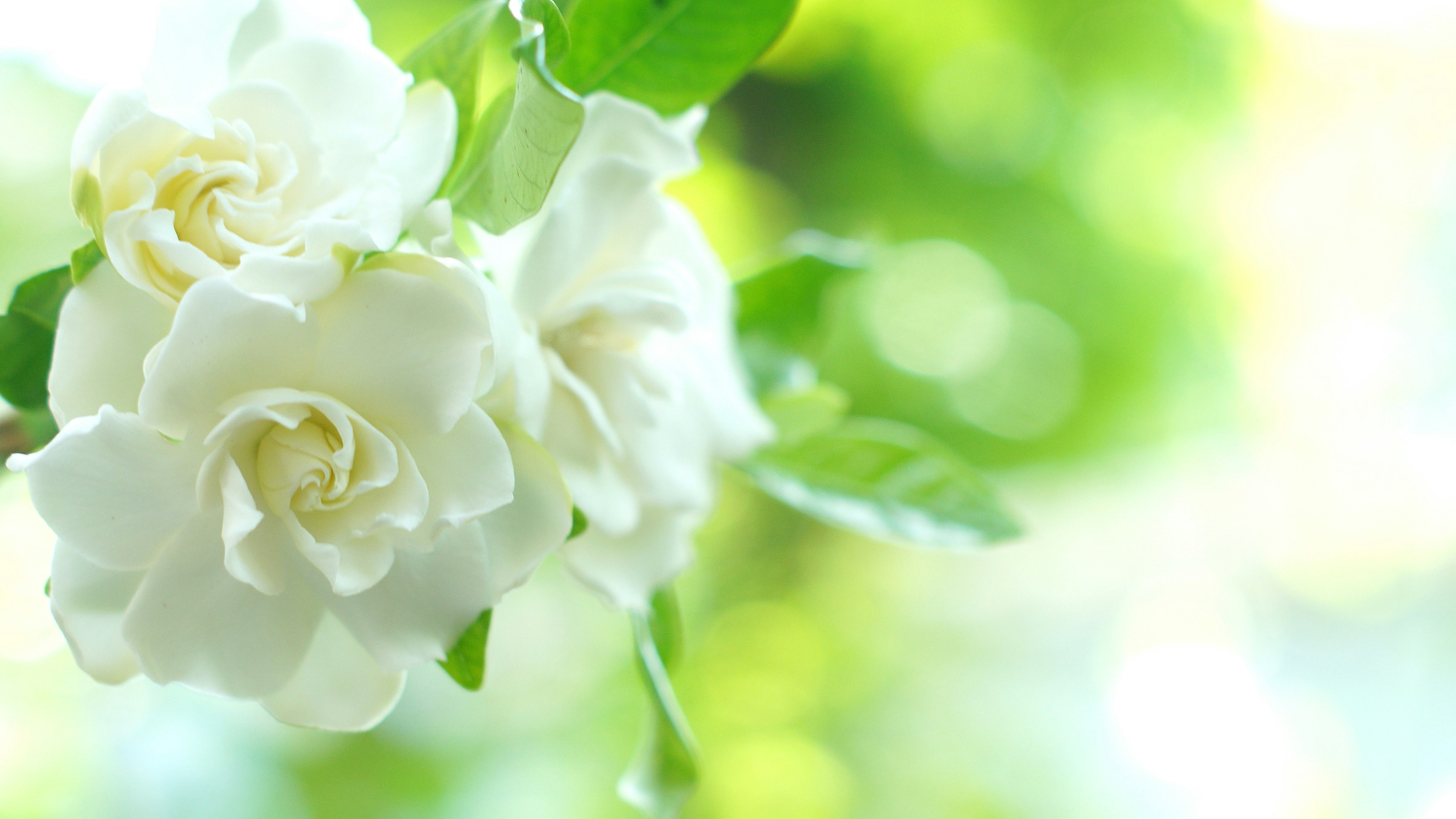 Flores de gardenia blancas vibrantes con hojas verdes